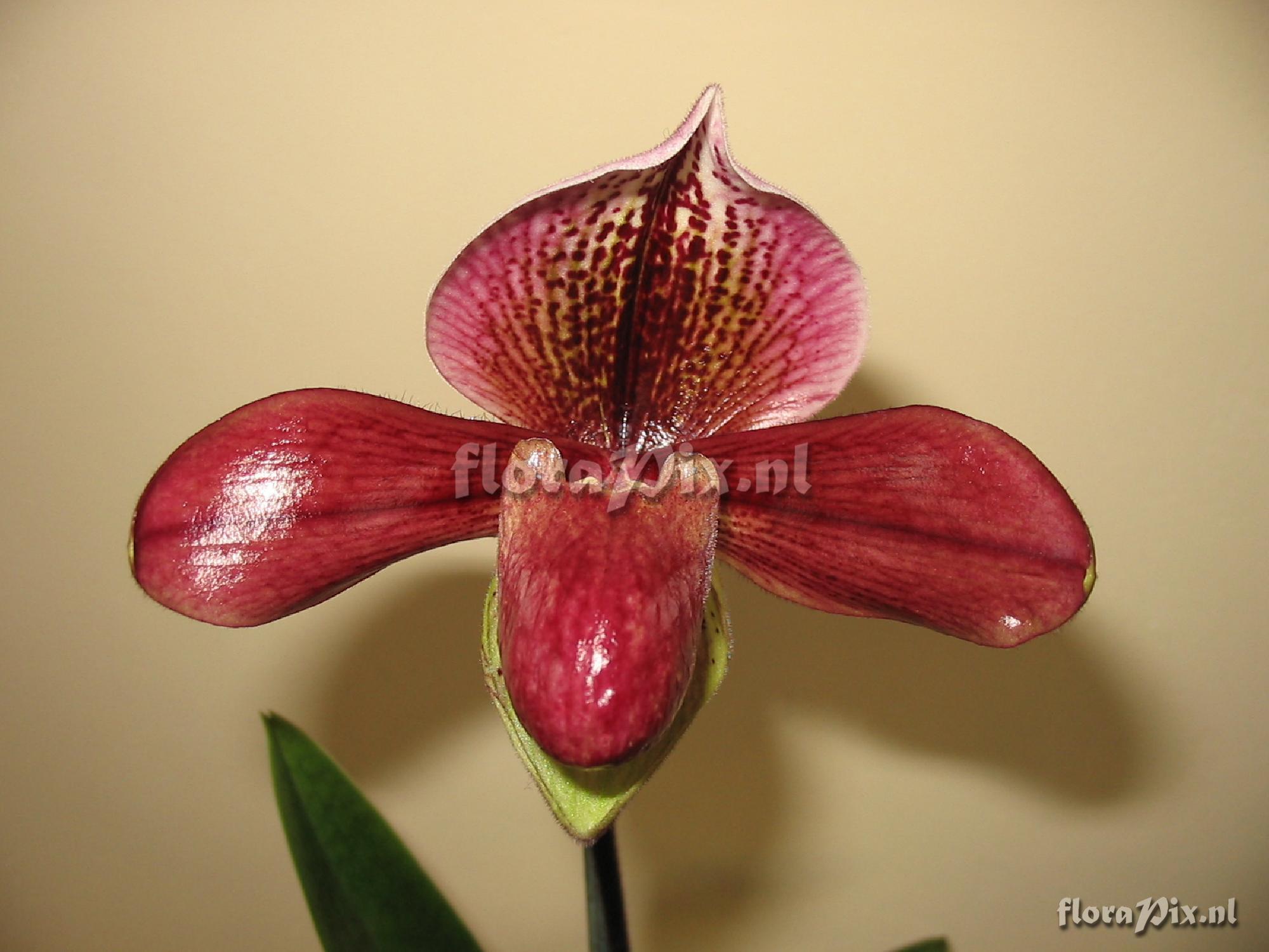 Cultivar Paphiopedilum hybride