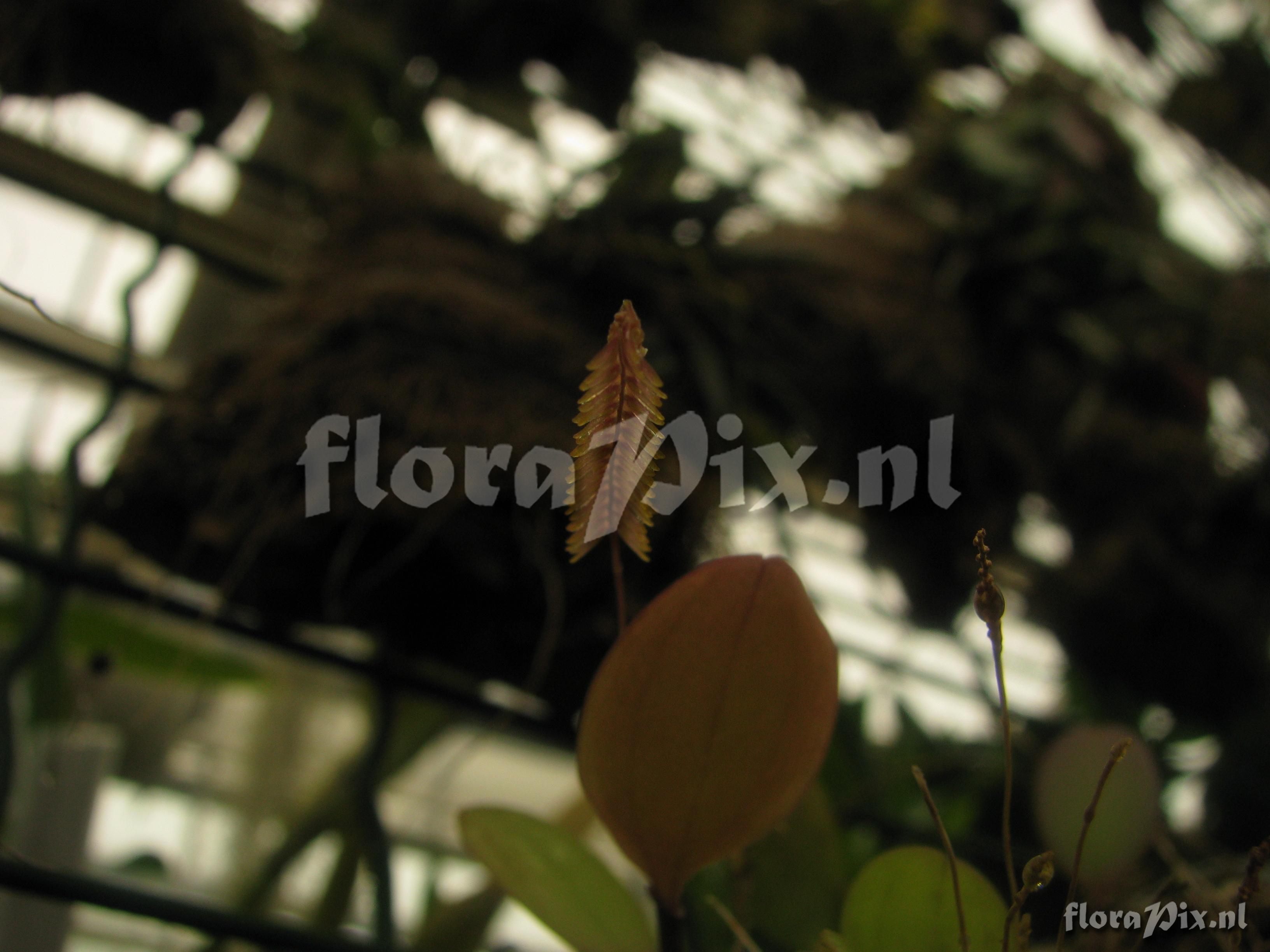 Lepanthes spec.