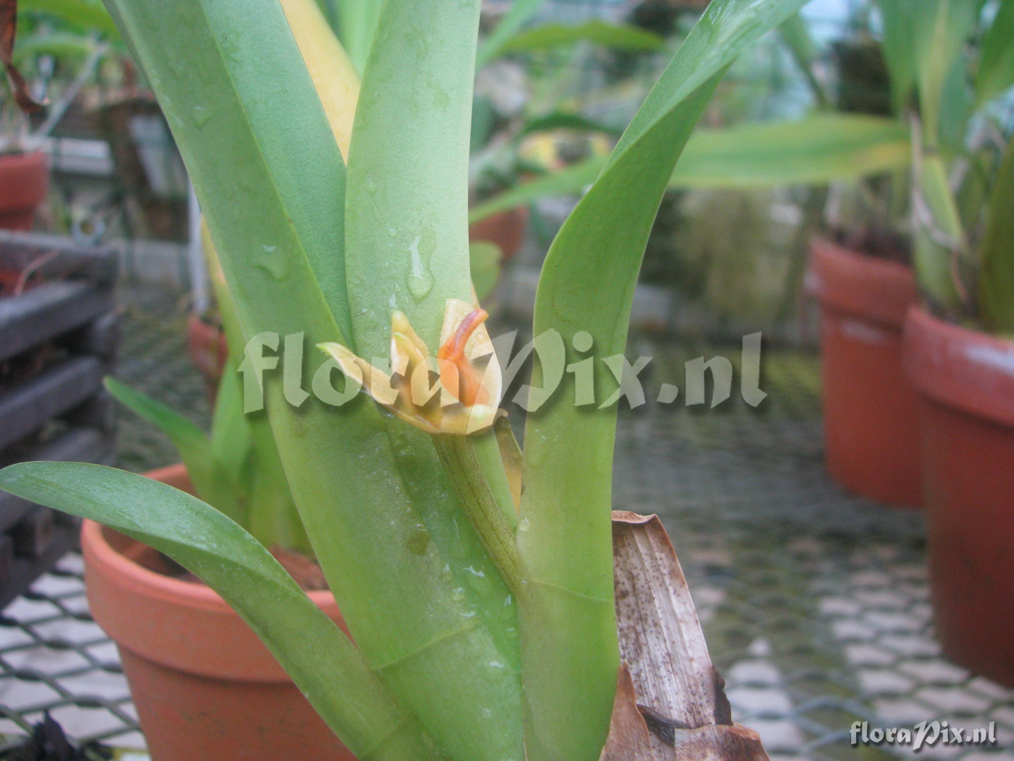 Maxillaria discolor