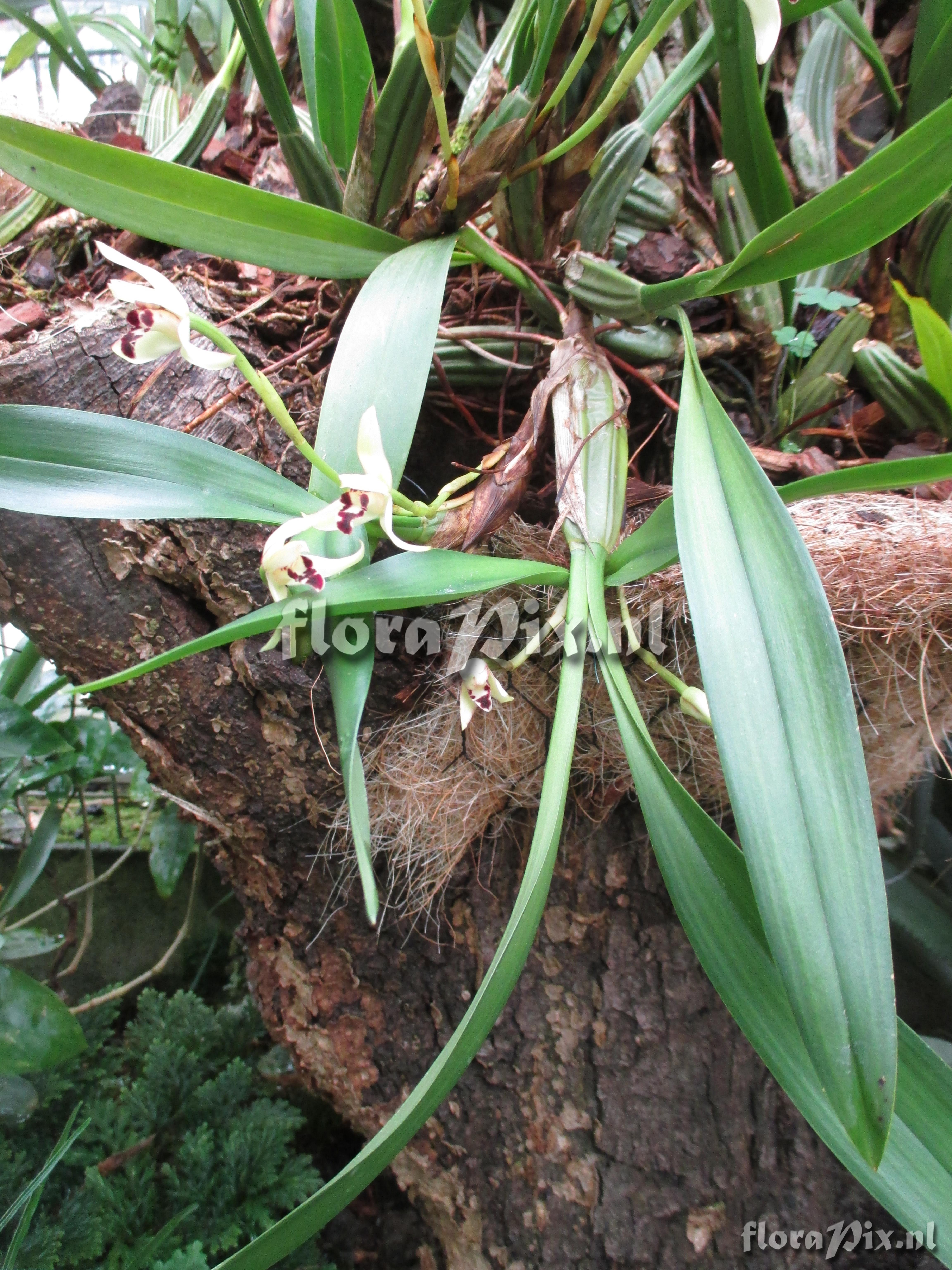 Maxillaria spec.
