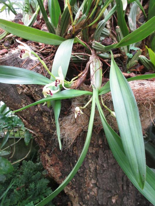 Maxillaria spec.