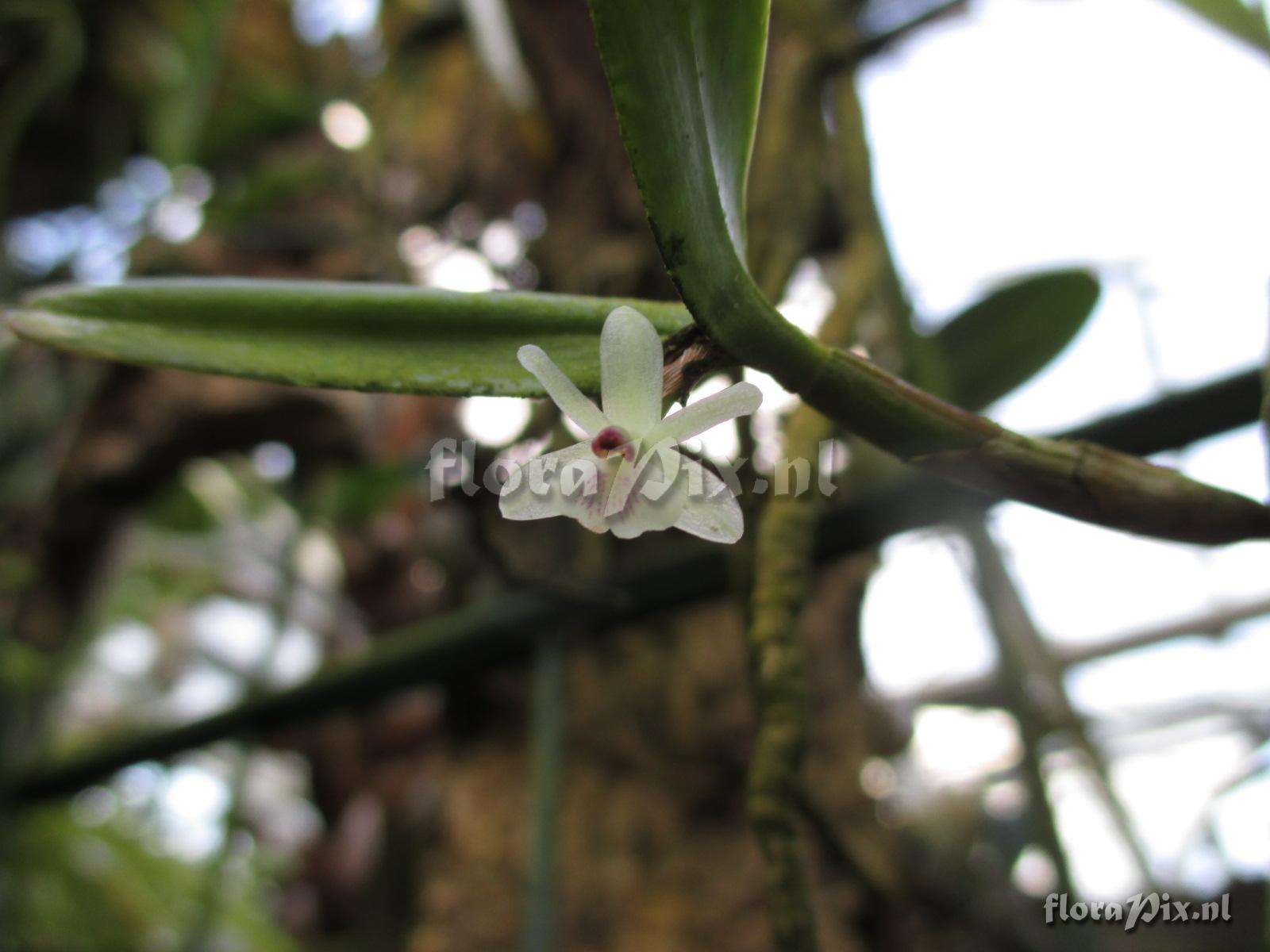 Scaphyglottis prolifera Cogn.