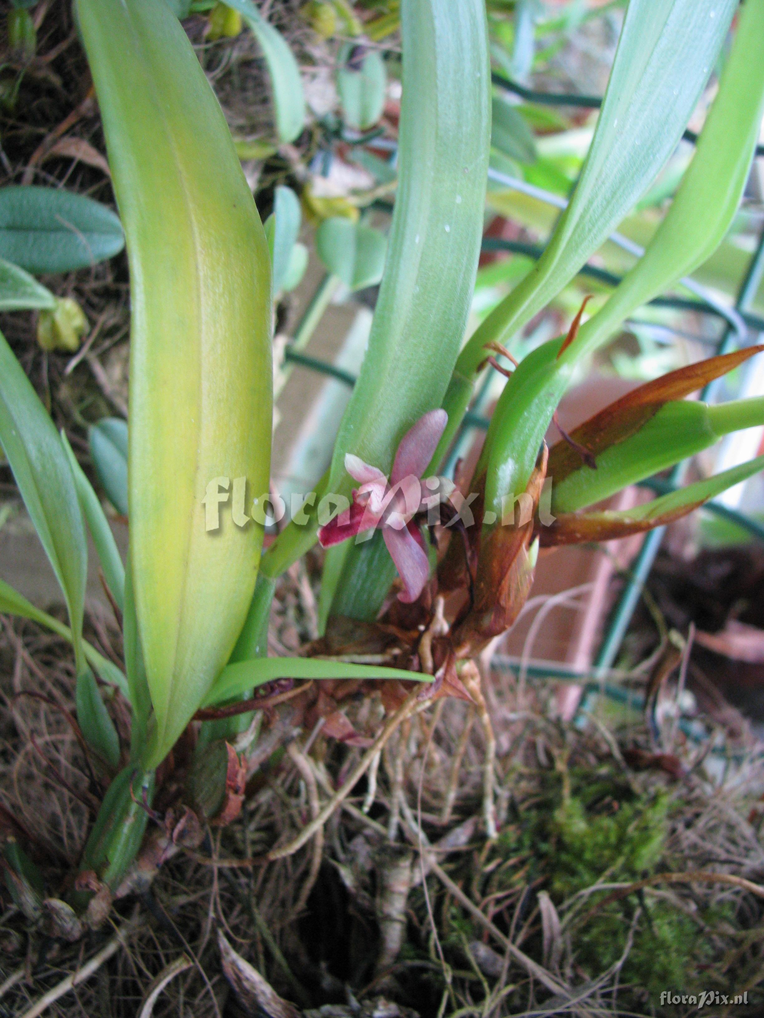 Maxillaria aff. dodsonii