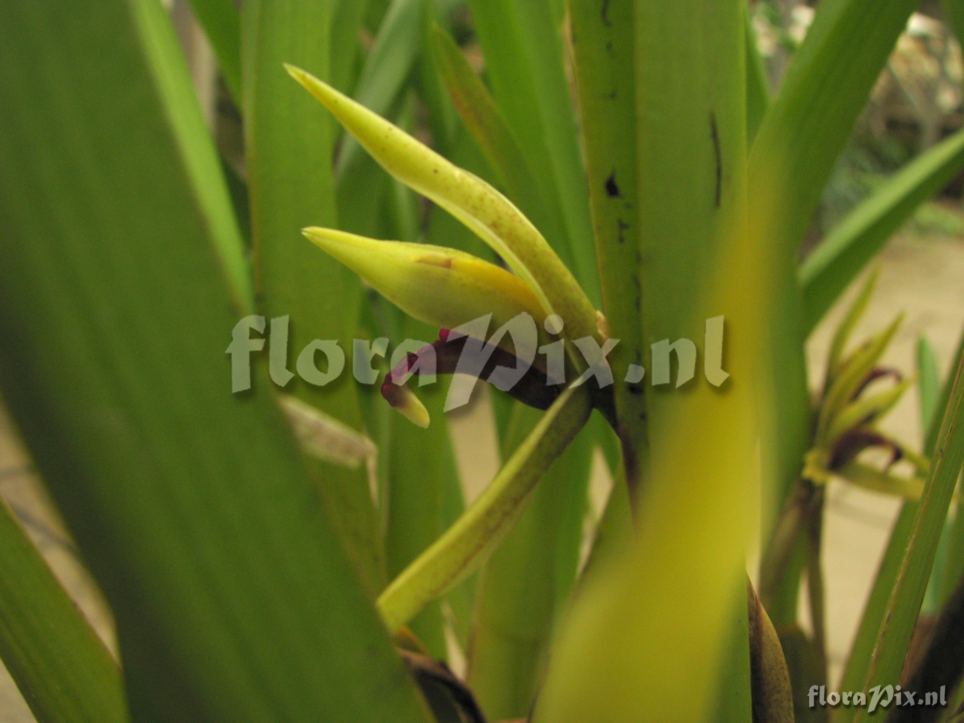 Maxillaria nasuta