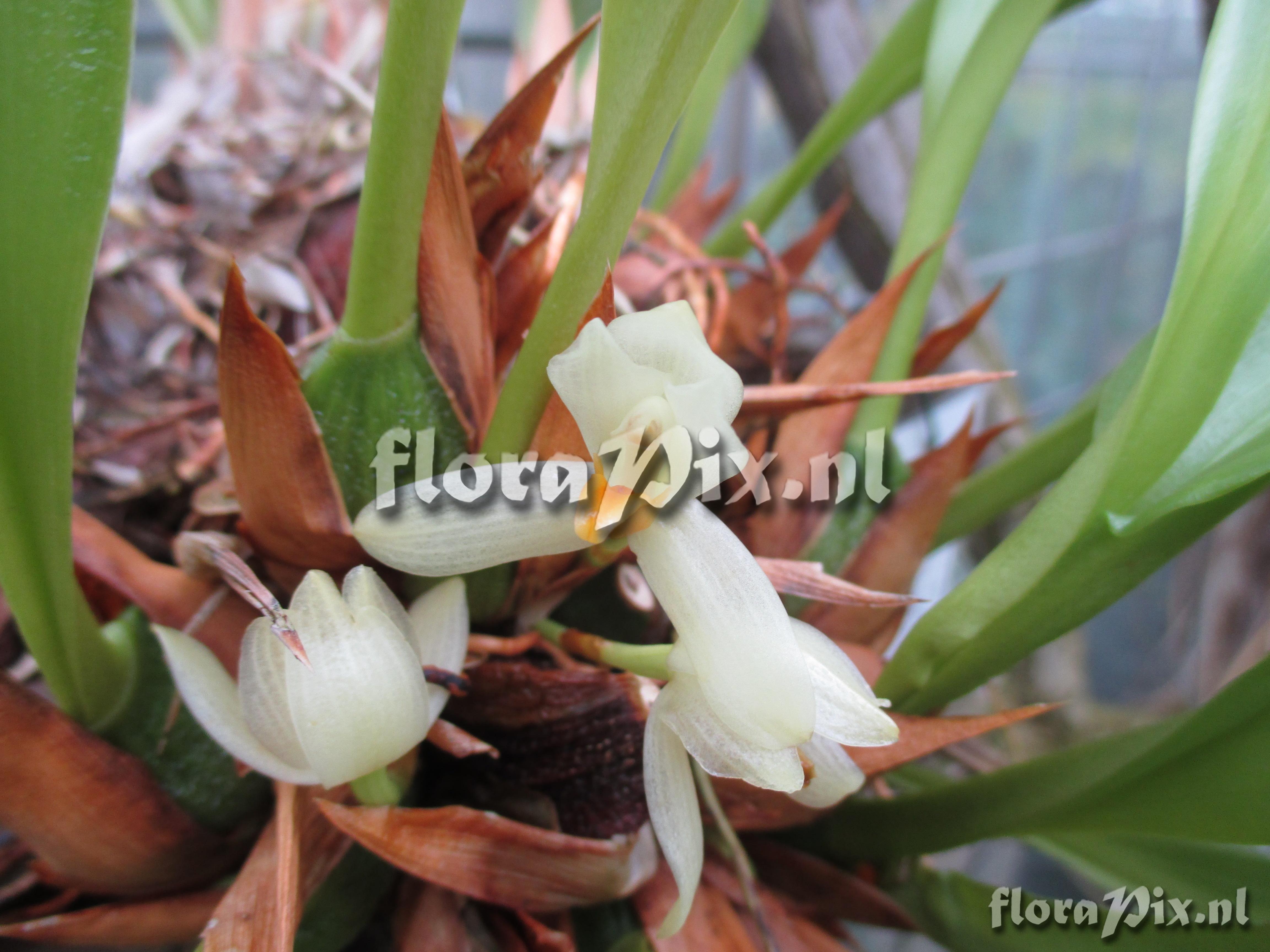 Maxillaria rubrilabia