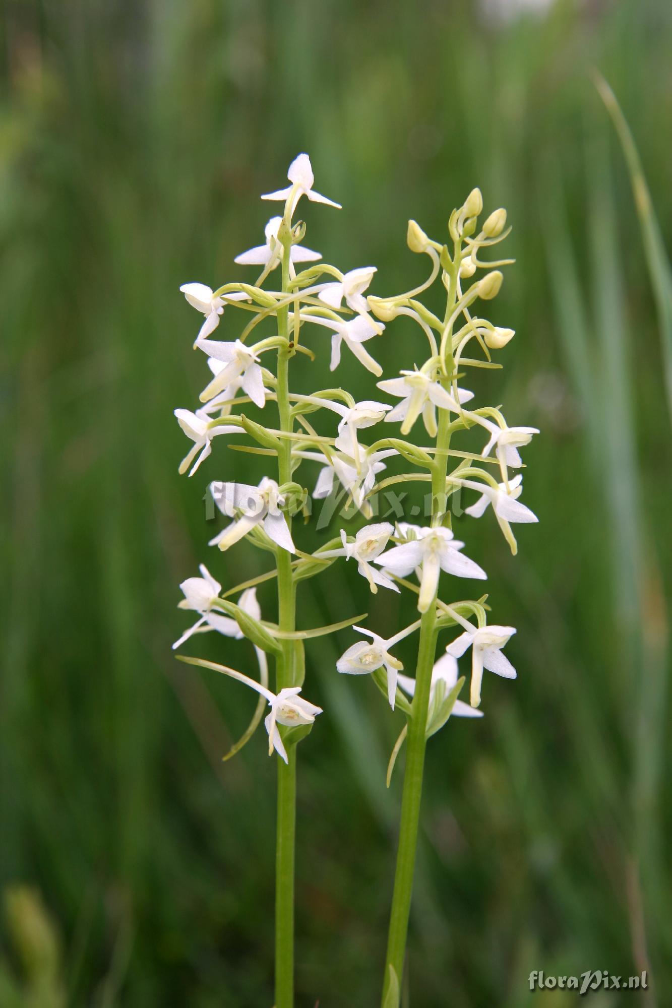 Platanthera bifolia