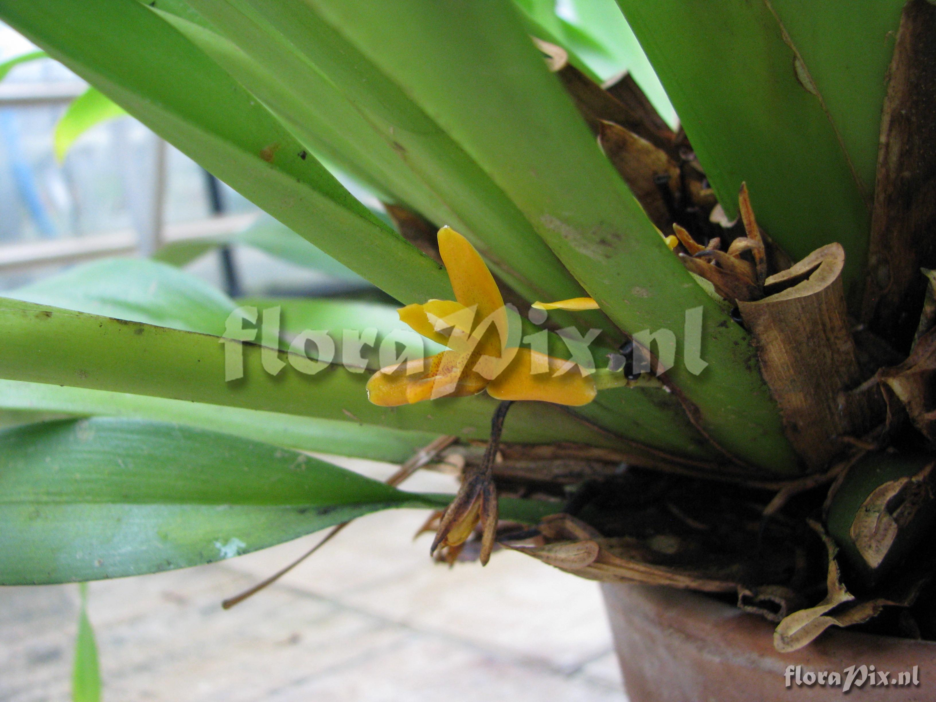 Maxillaria discolor ZW11736 E