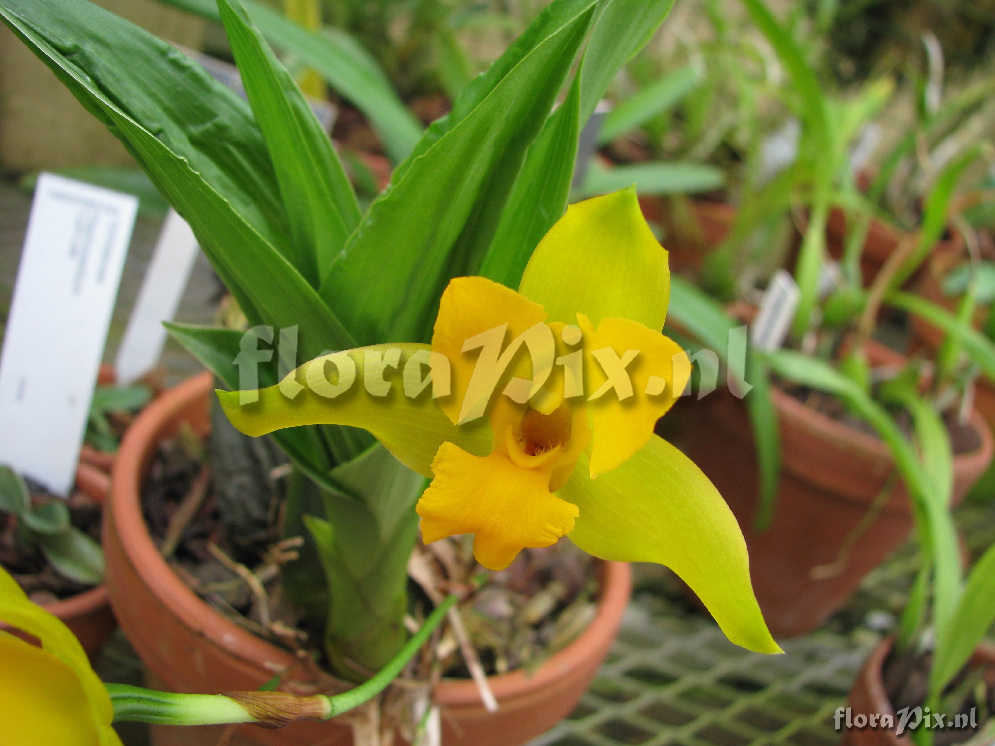 Lycaste consobrina ZW11875.JPG