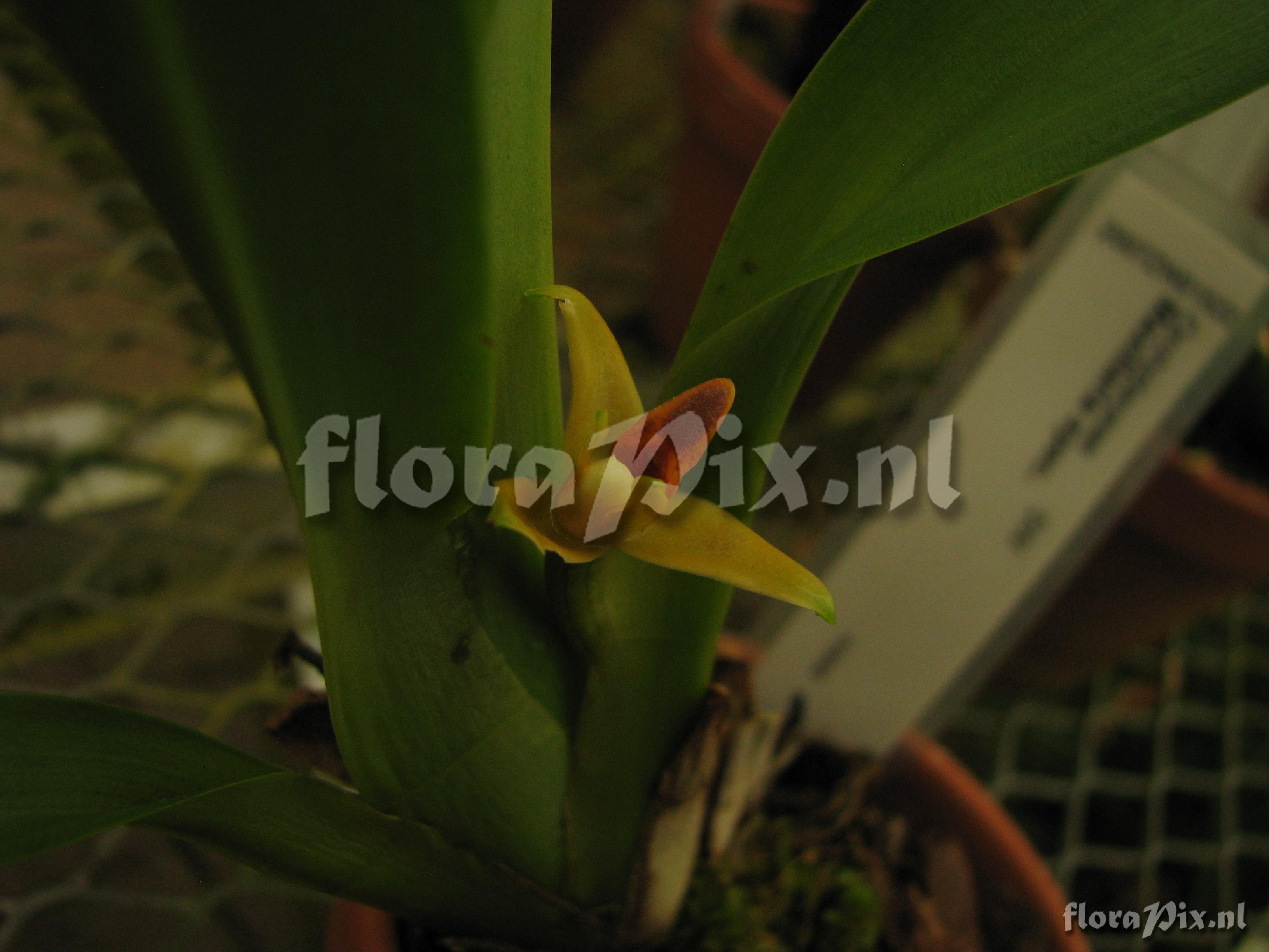 Maxillaria spec.