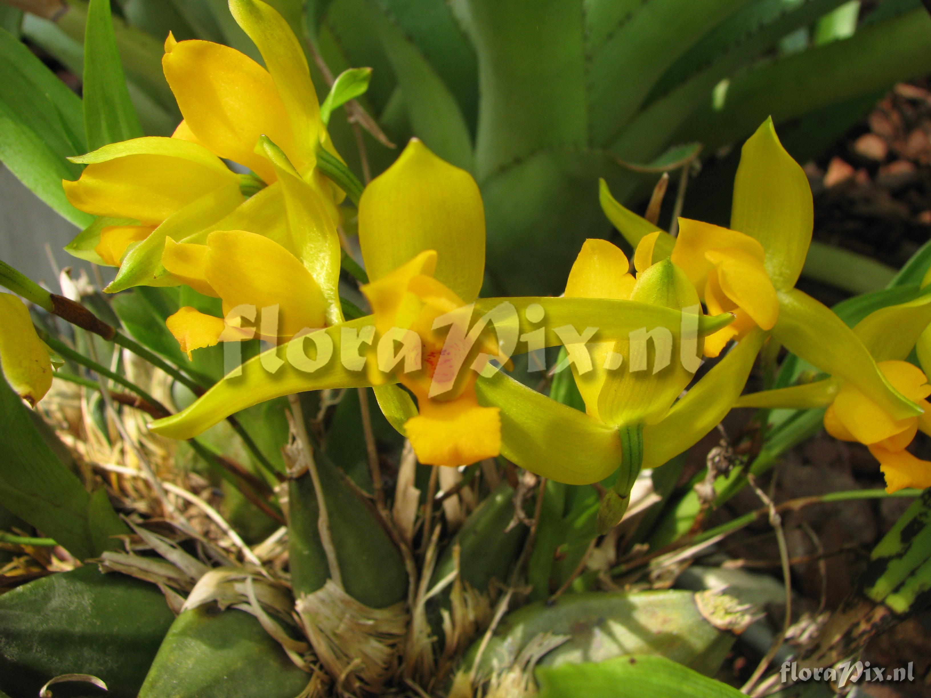 Lycaste aromatica