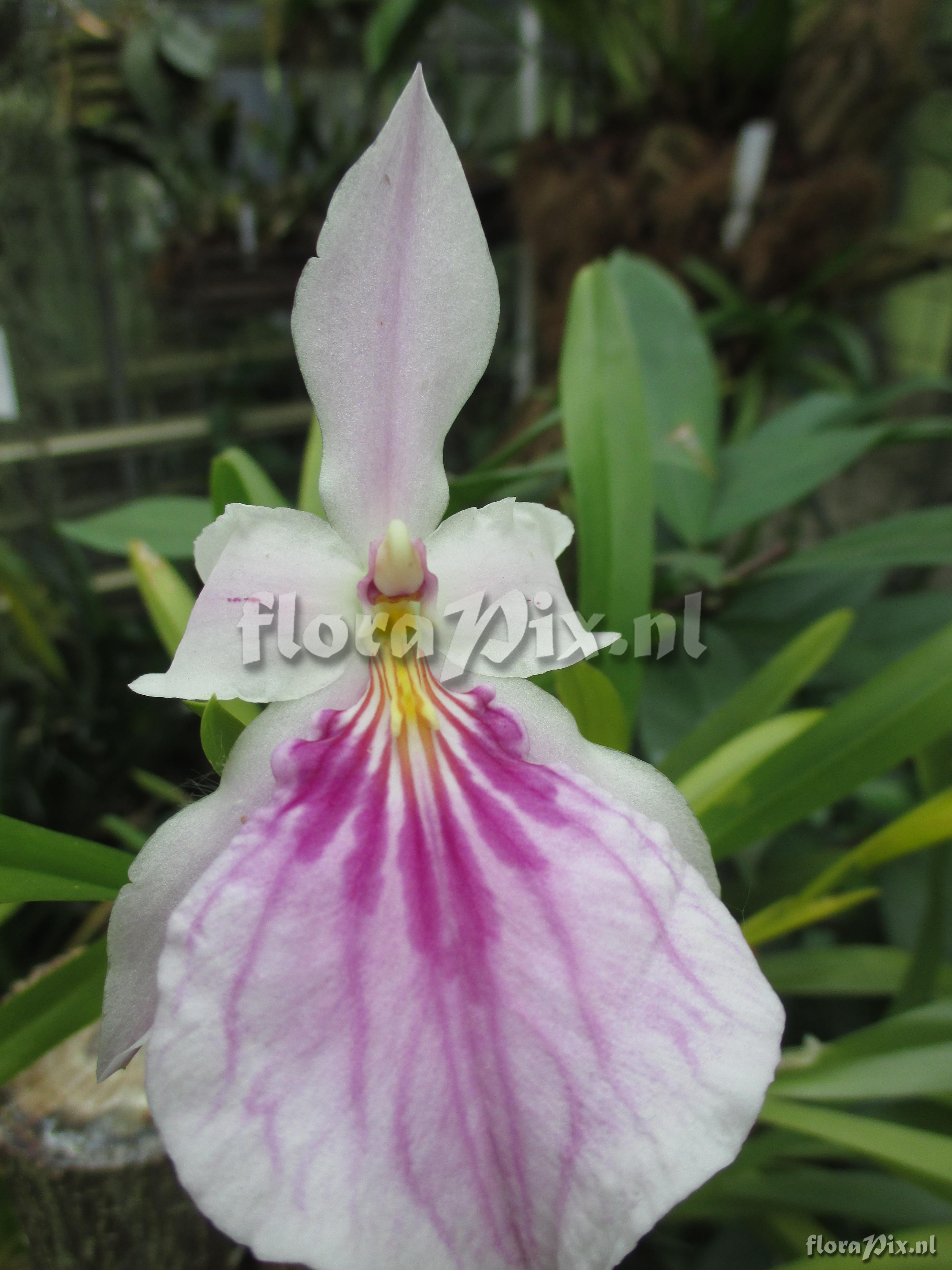 Miltonia spectabilis var. spectabilis