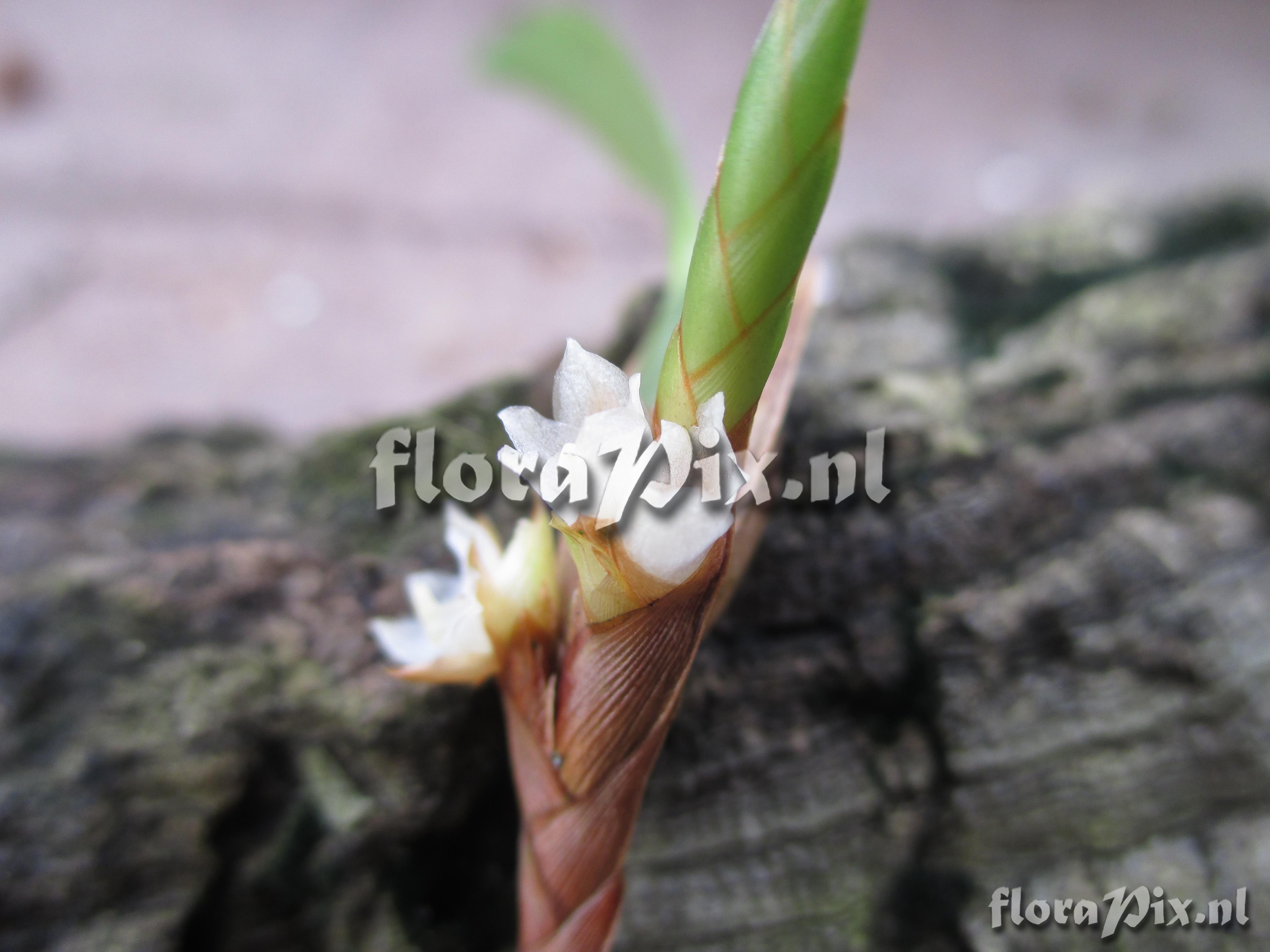 Maxillaria parviflora