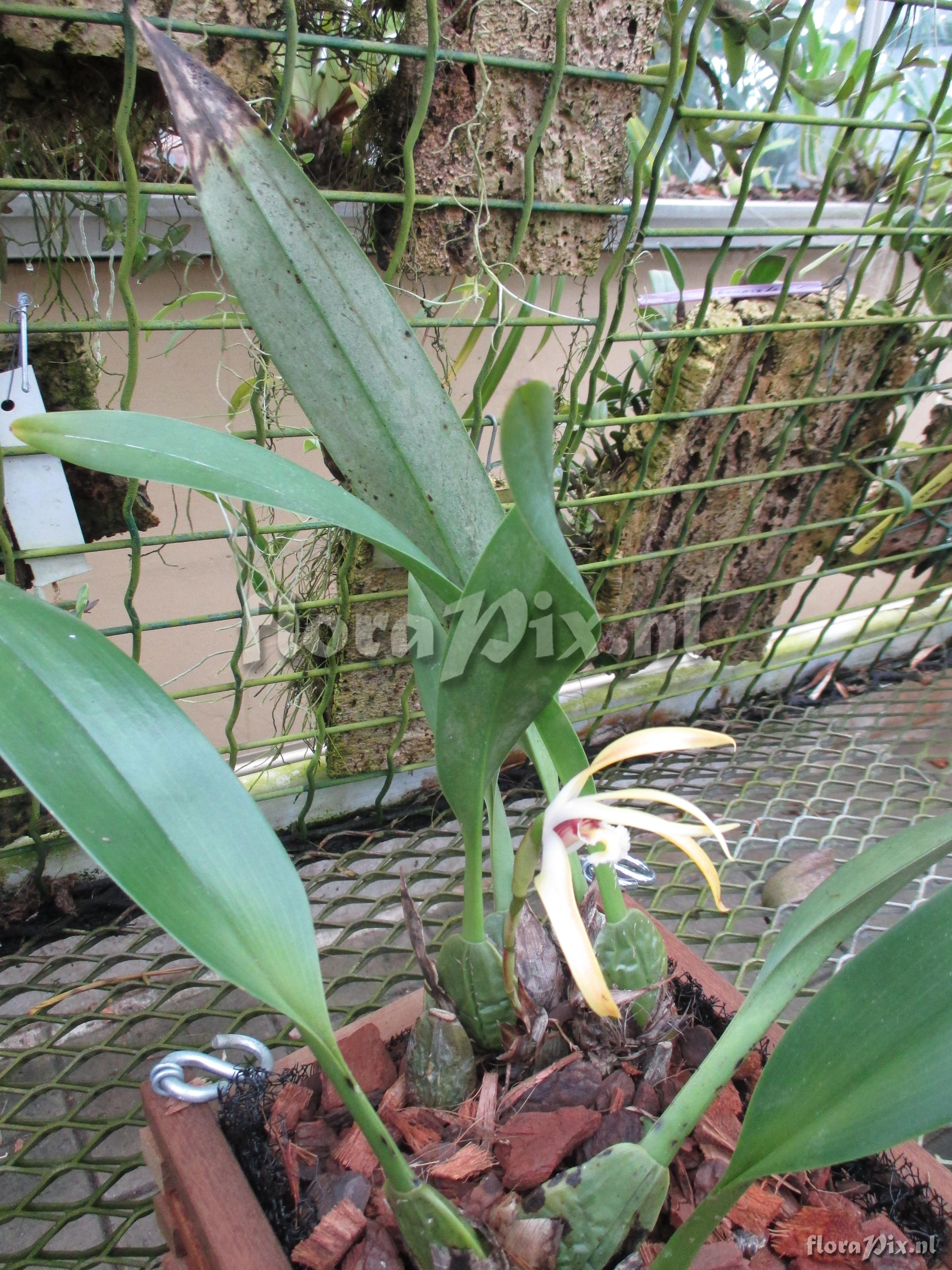 Maxillaria aff. luteograndiflora