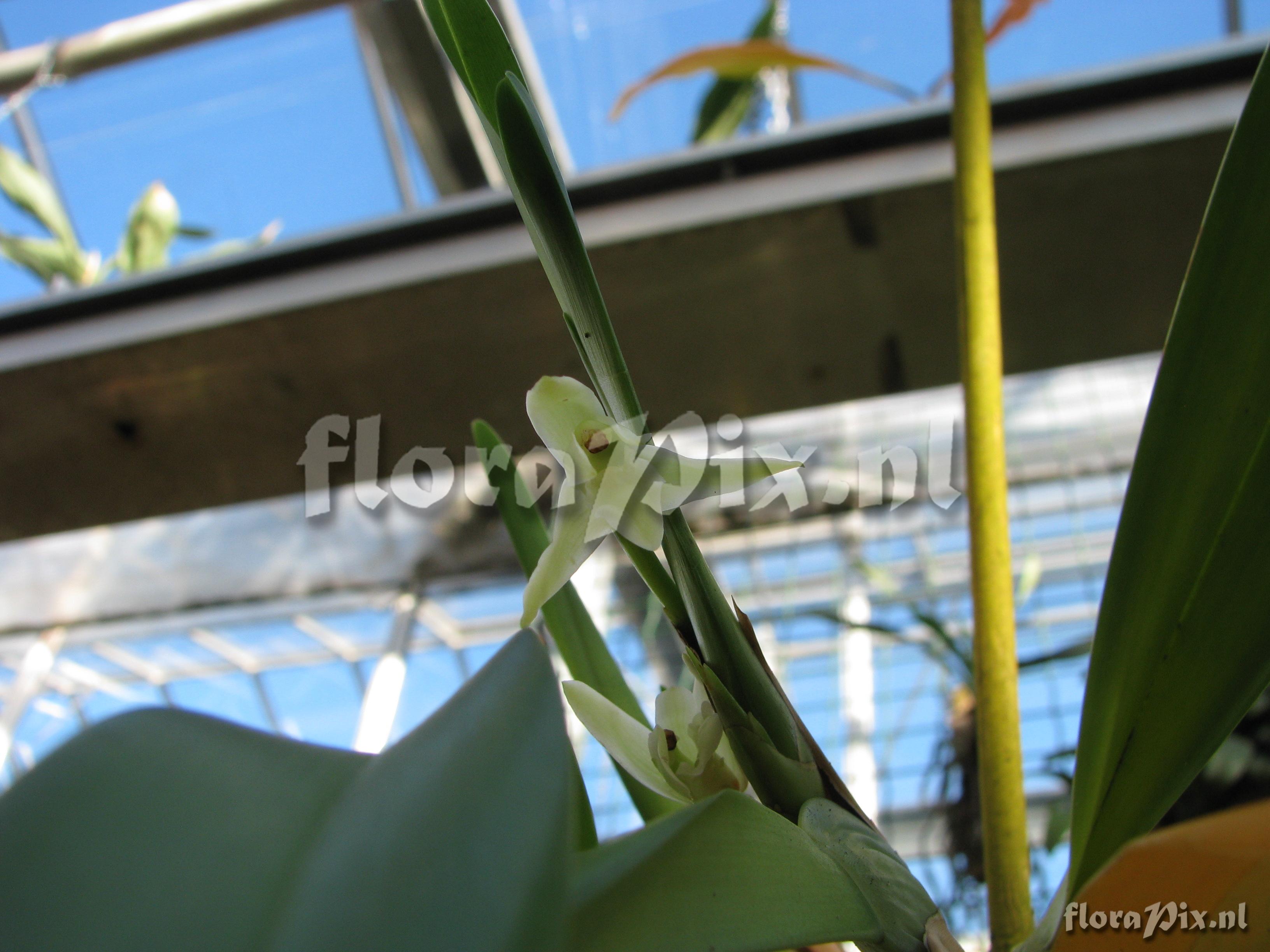 Maxillaria anceps