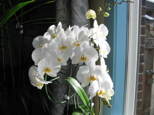 Cultivar Phalaenopsis hybride
