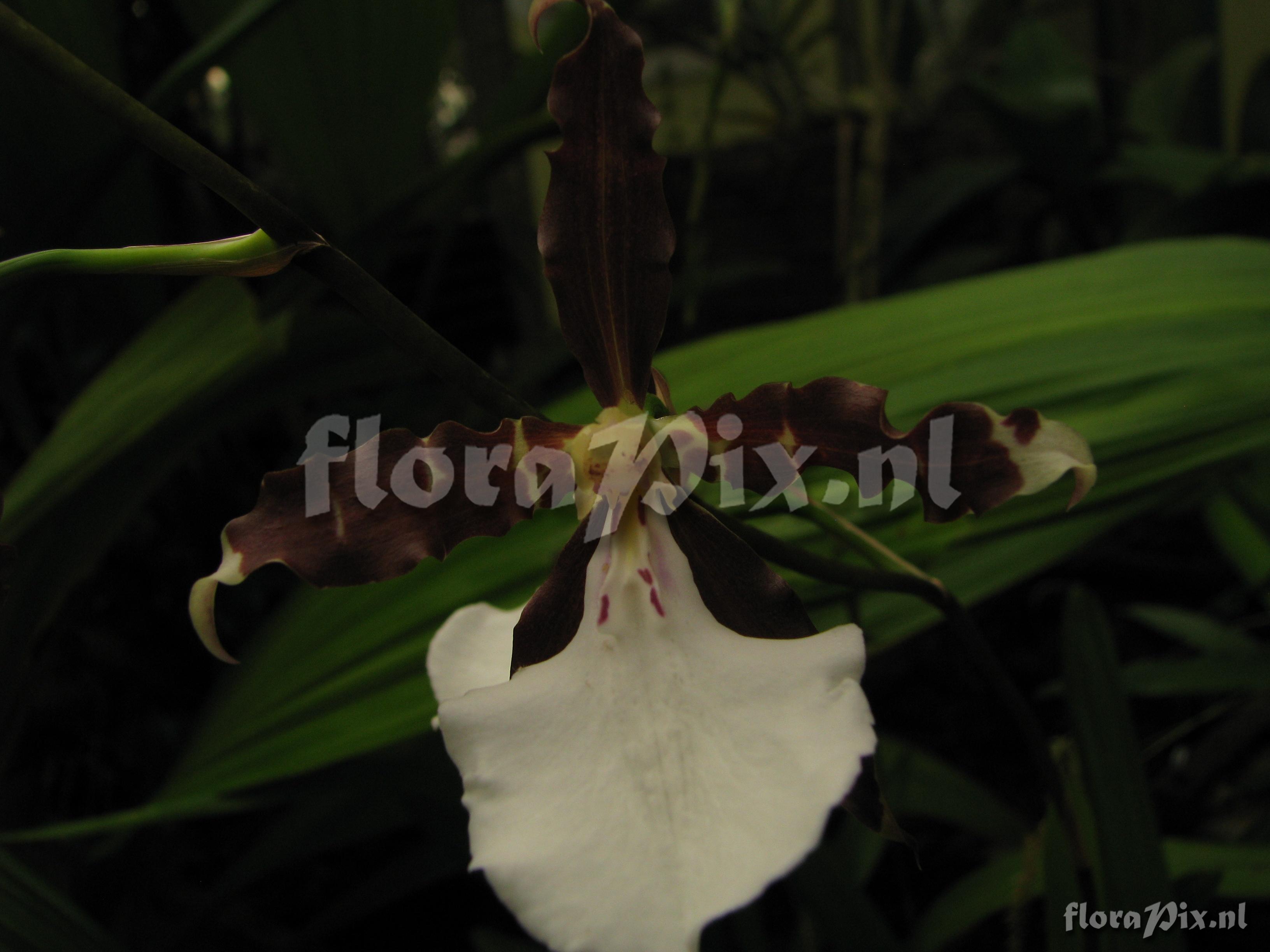 Miltonia cuneata