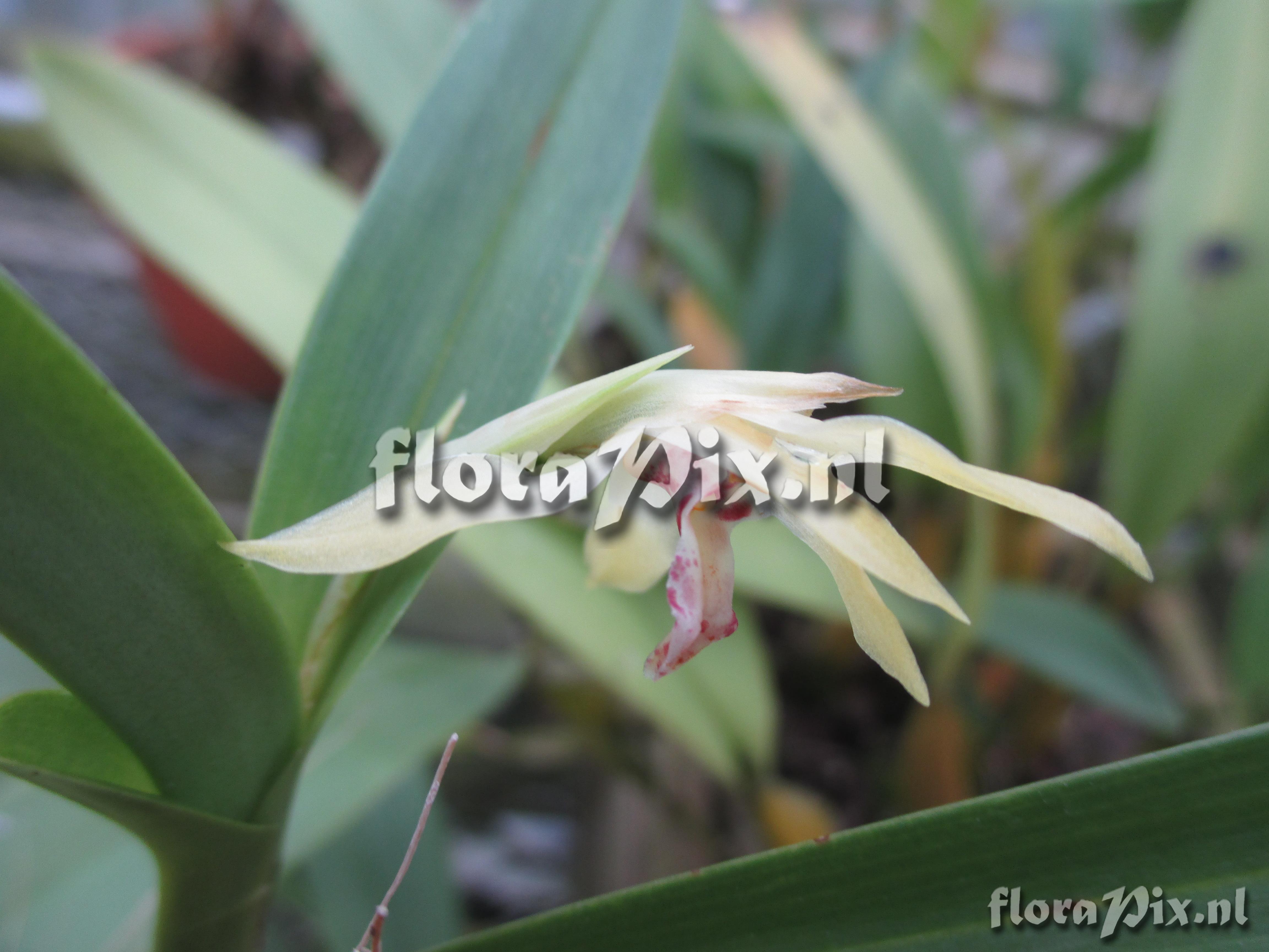 Maxillaria imbricata