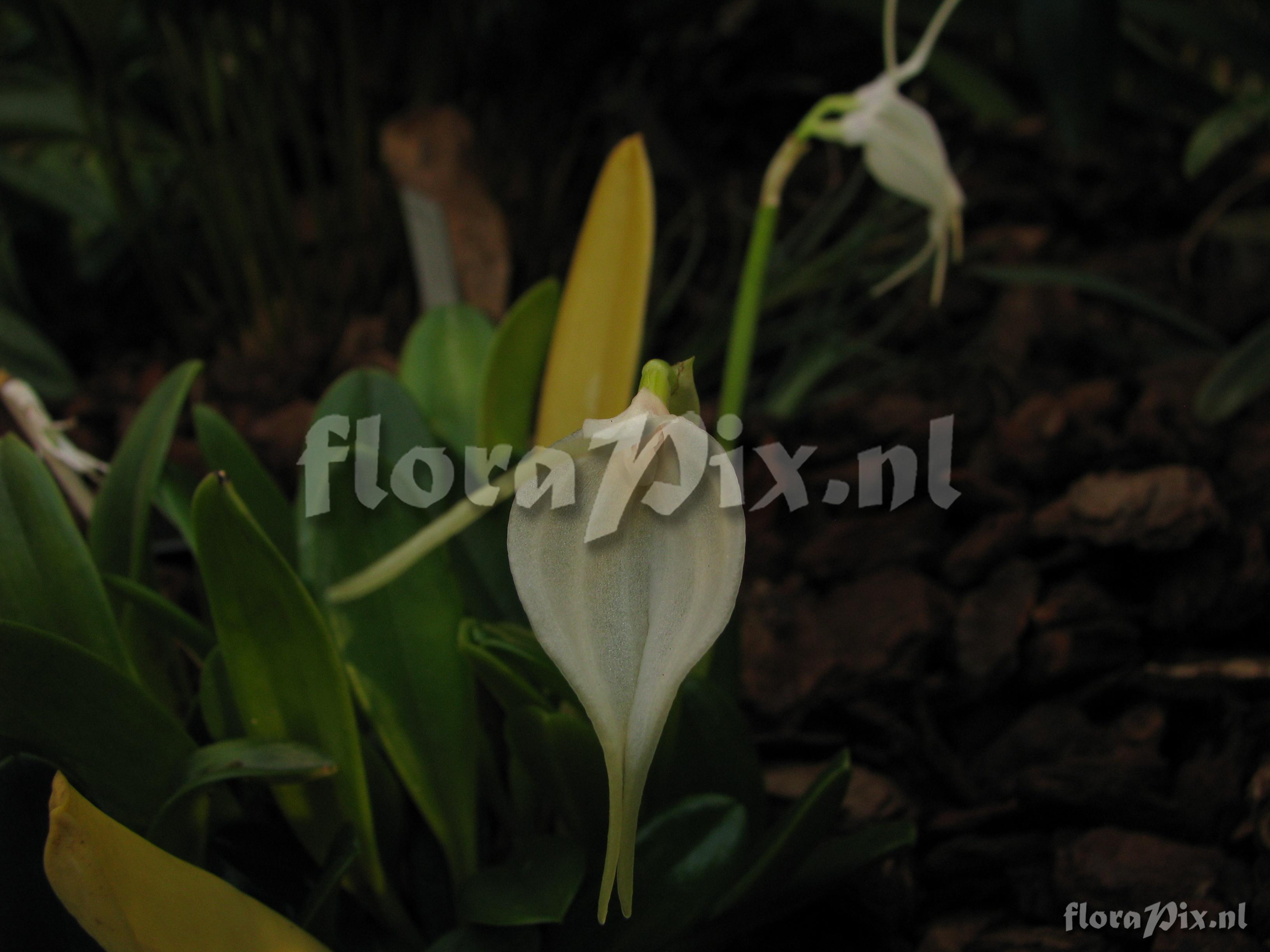 Masdevallia tovarensis