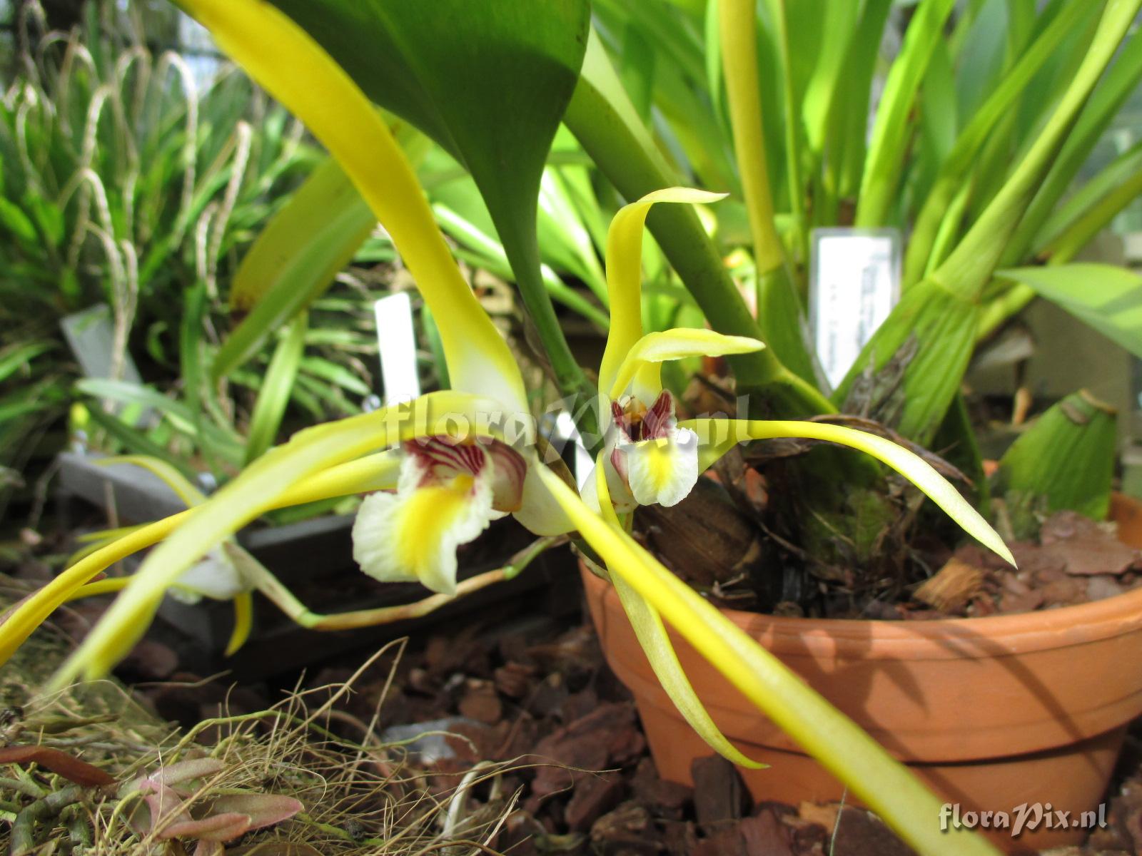 Maxillaria setigera