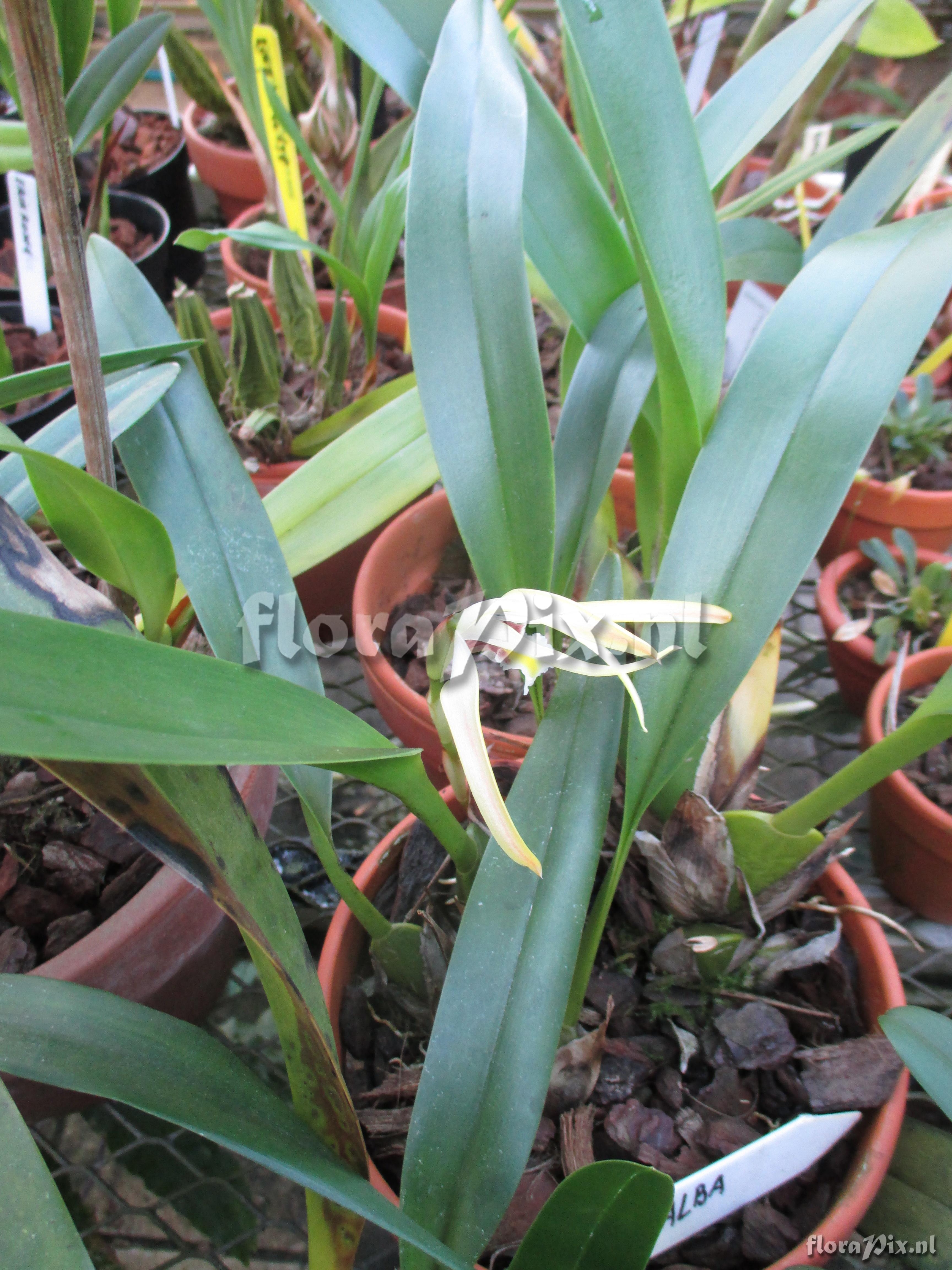 Maxillaria lutea alba