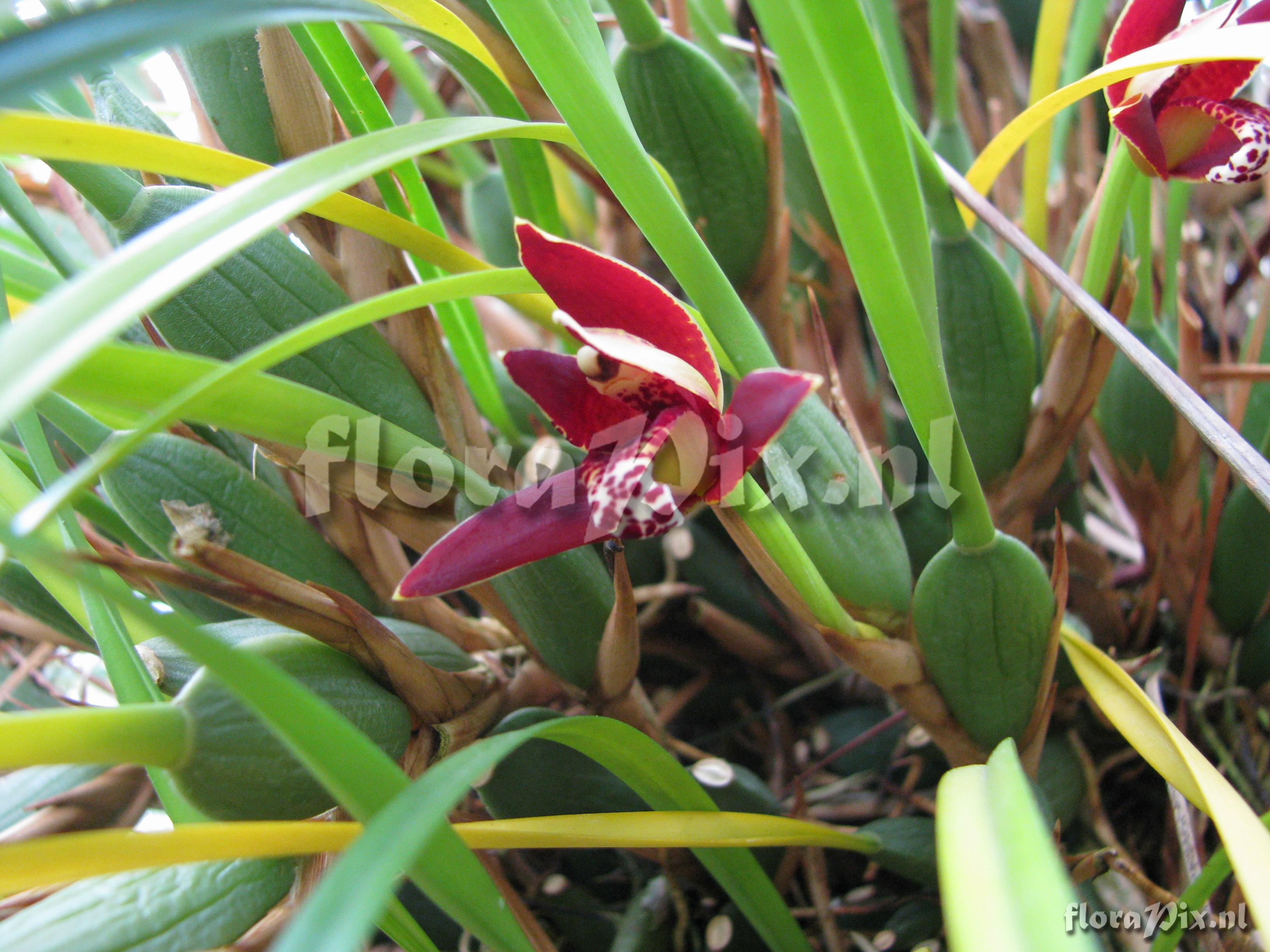 Maxillaria curtipes