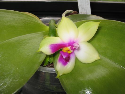 Phalaenopsis Violacea var Borneo