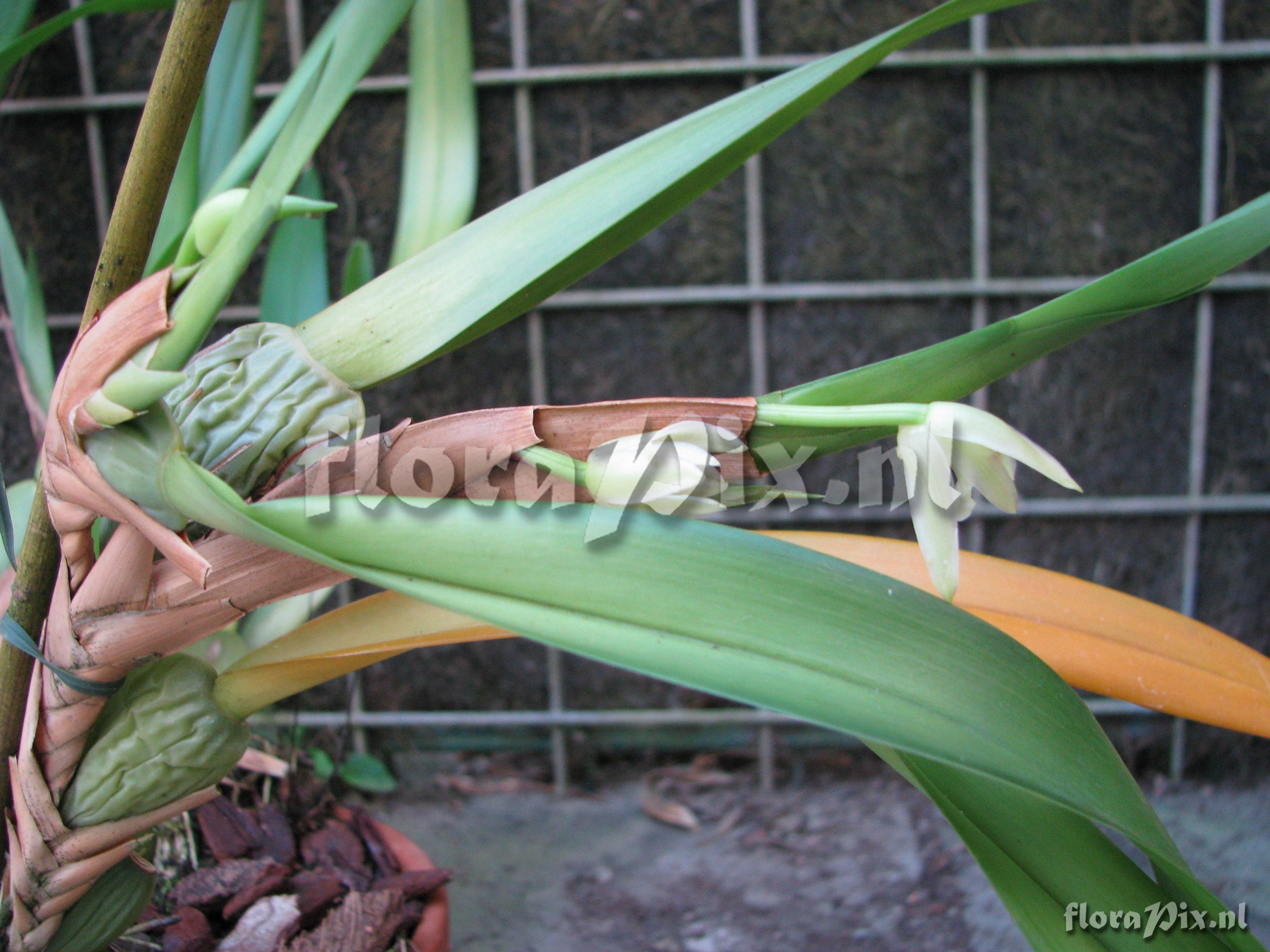 Maxillaria anceps