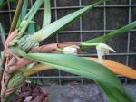 Maxillaria anceps