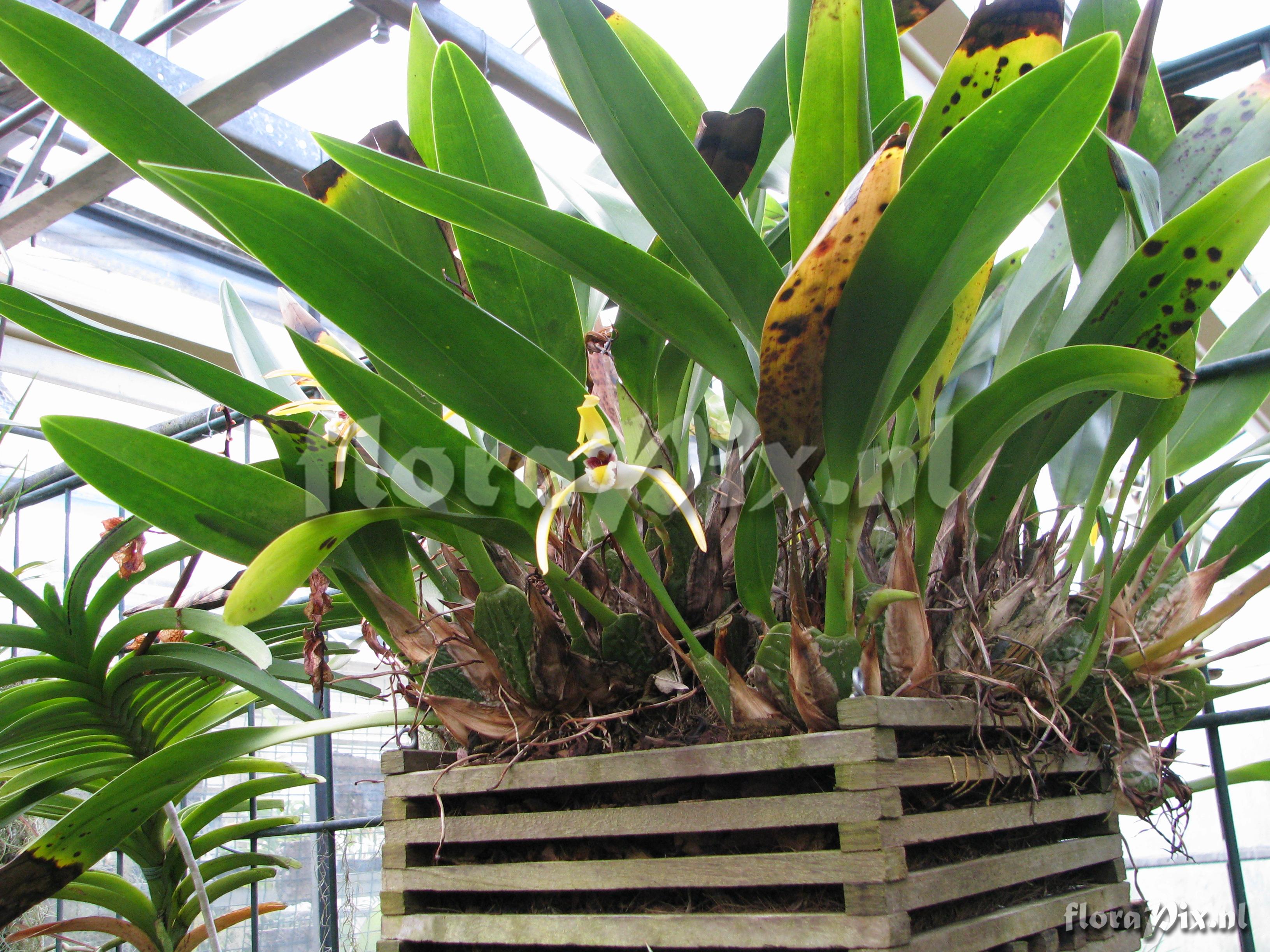 Maxillaria robusta 0U