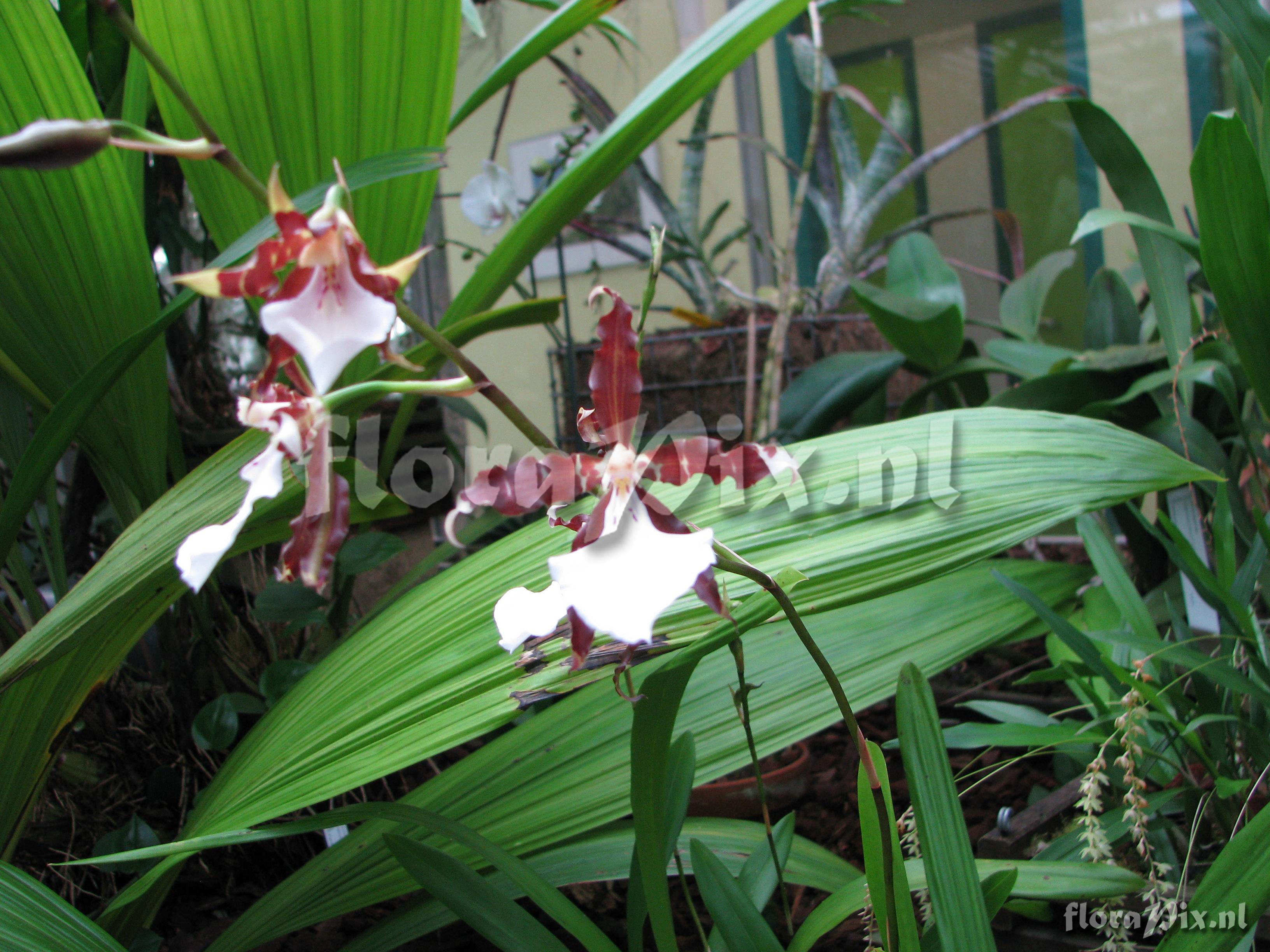 Miltonia cuneata