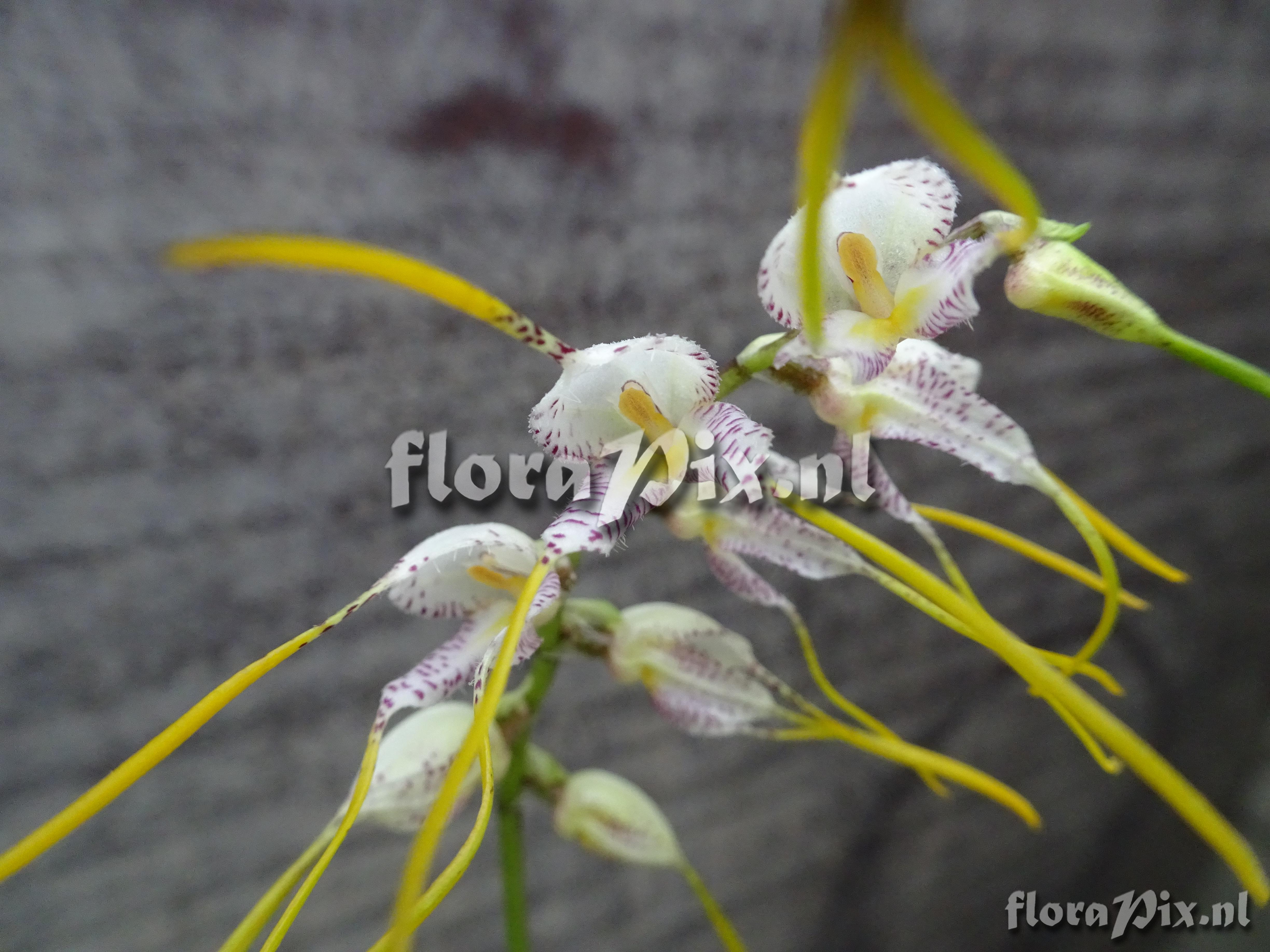 Masdevallia emposa