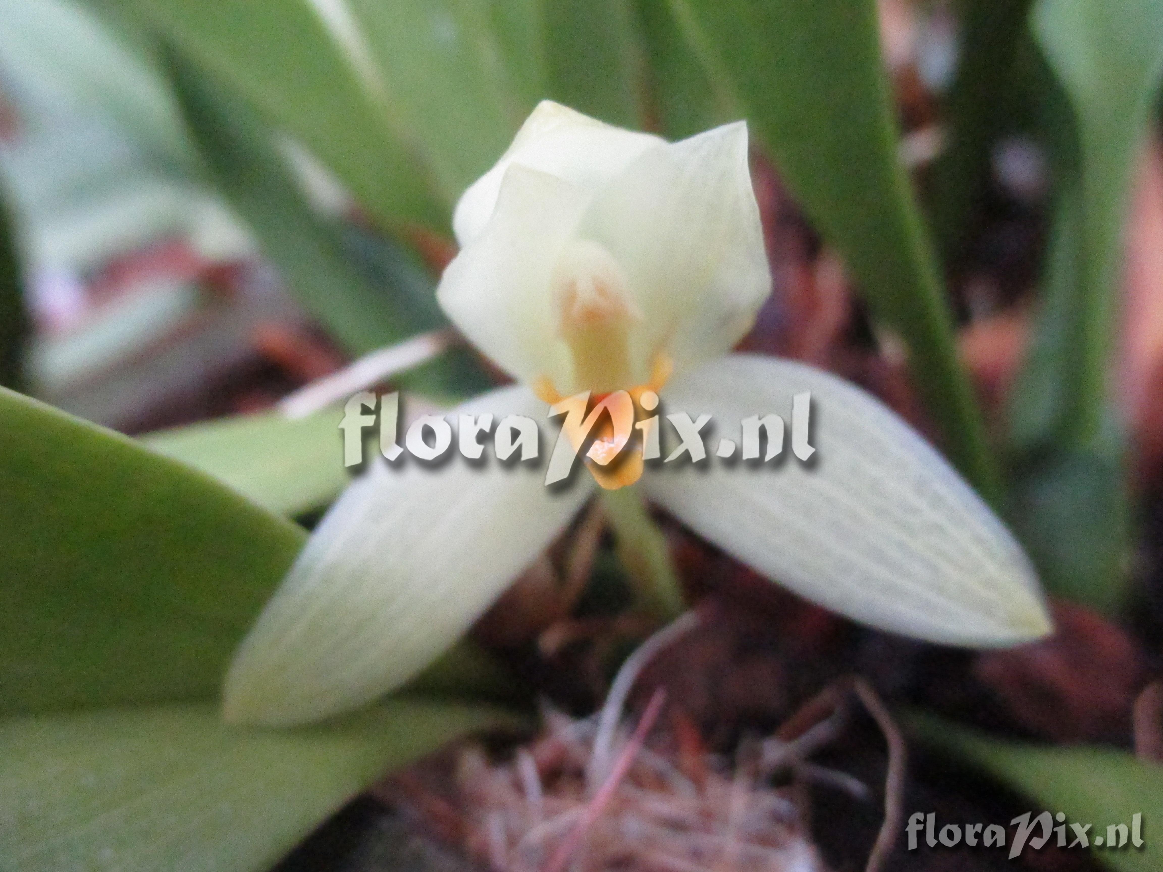 Maxillaria rubrilabia