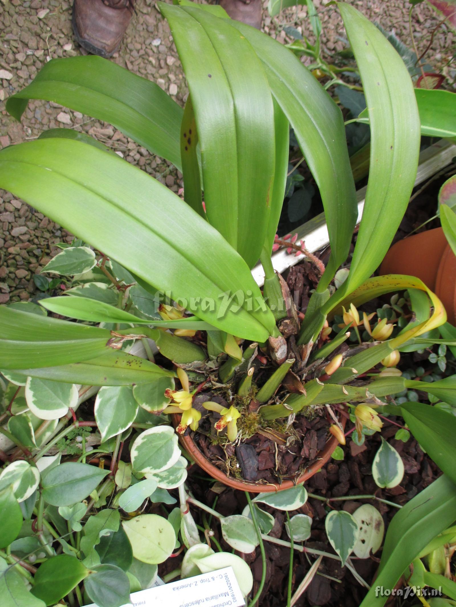 Maxillaria rufescens