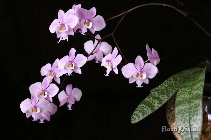 Phalaenopsis schilleriana