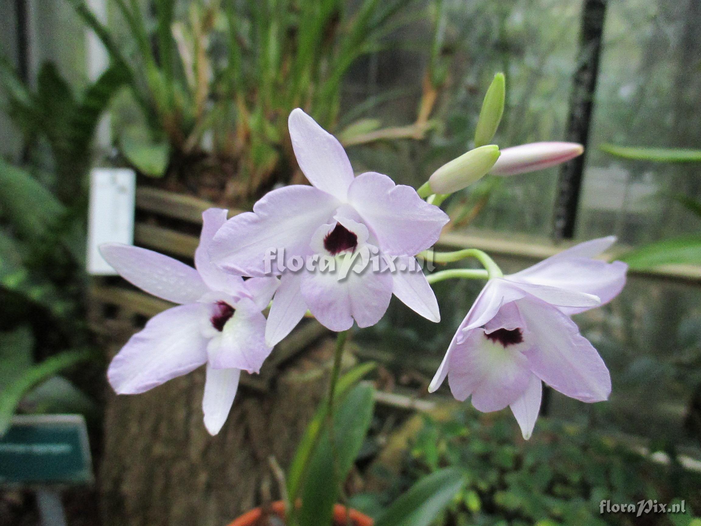 Laelia rubescens