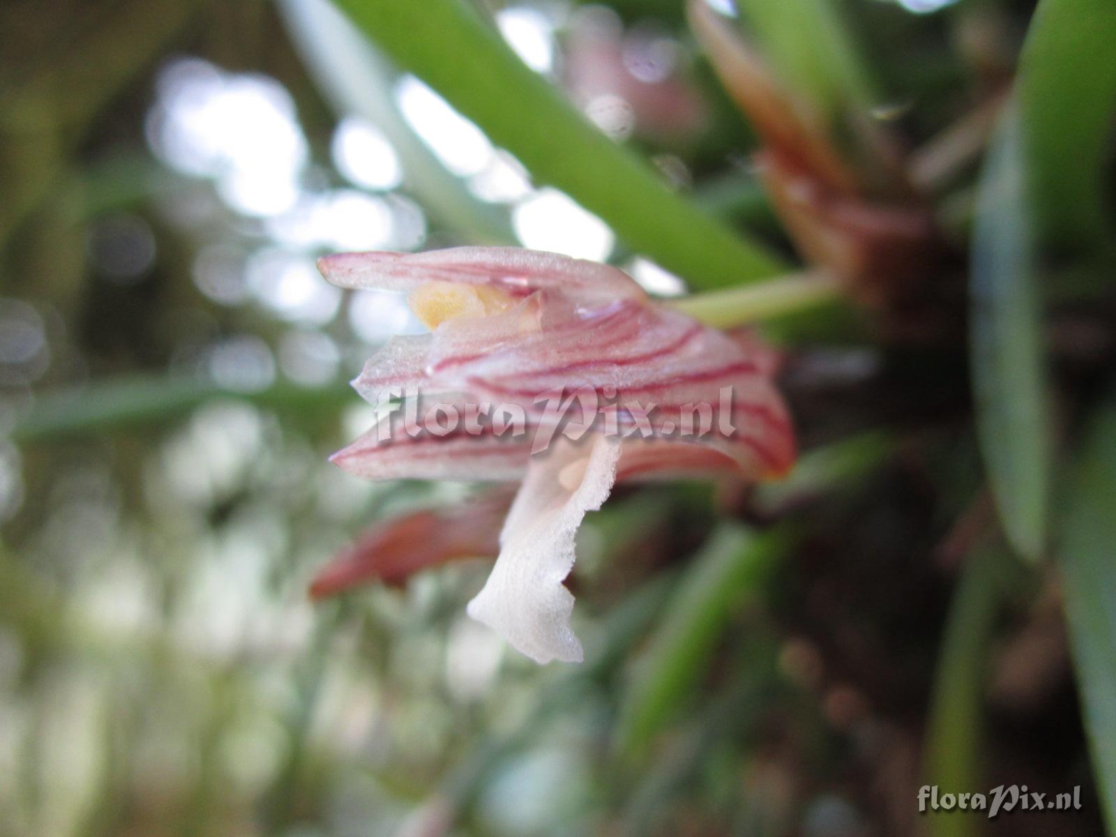 Maxillaria uncata