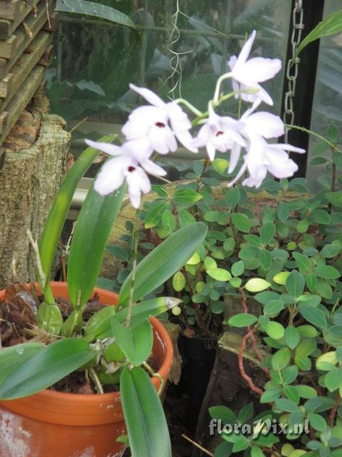 Laelia rubescens