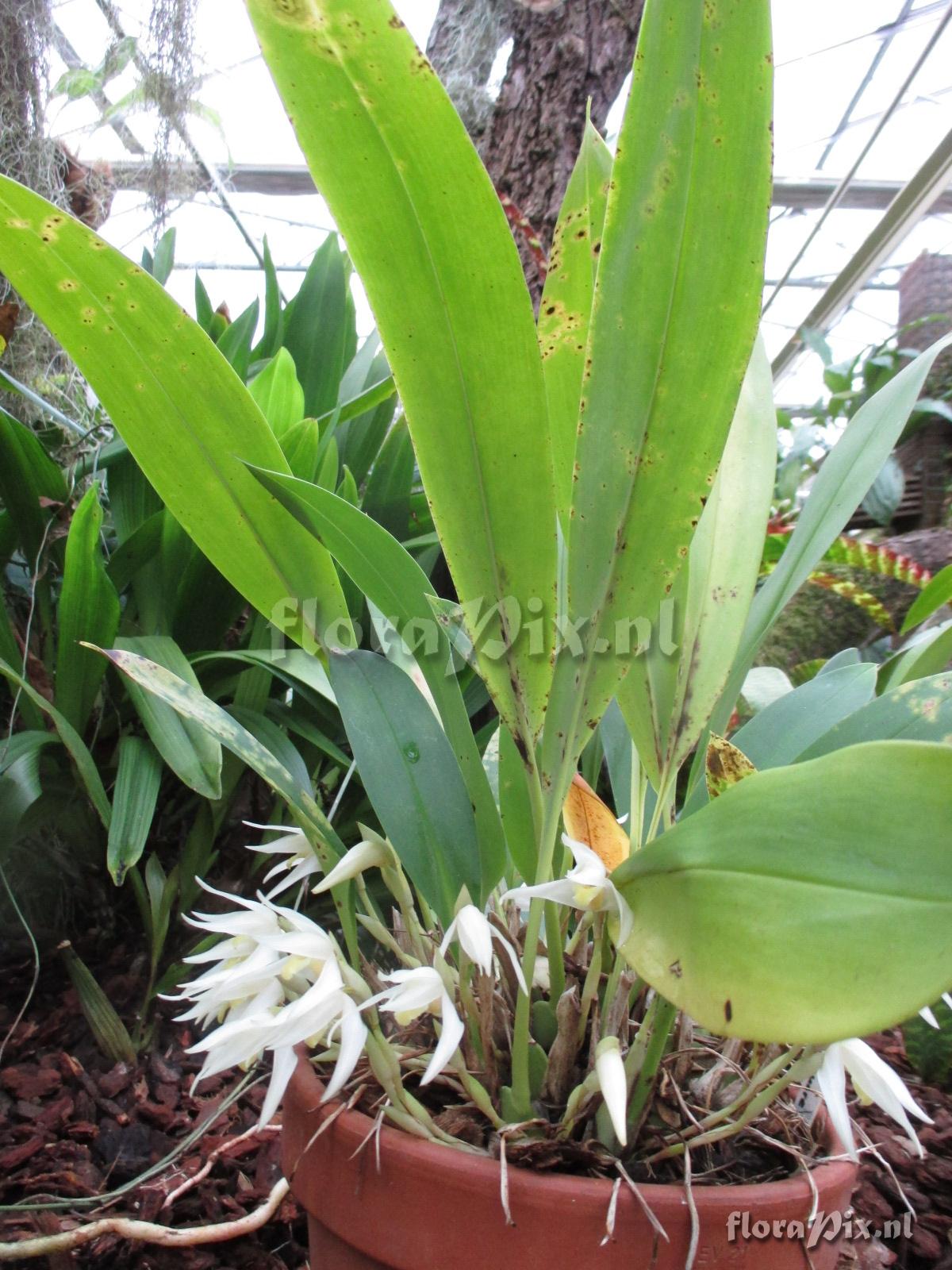 Maxillaria albiflora orch 07474