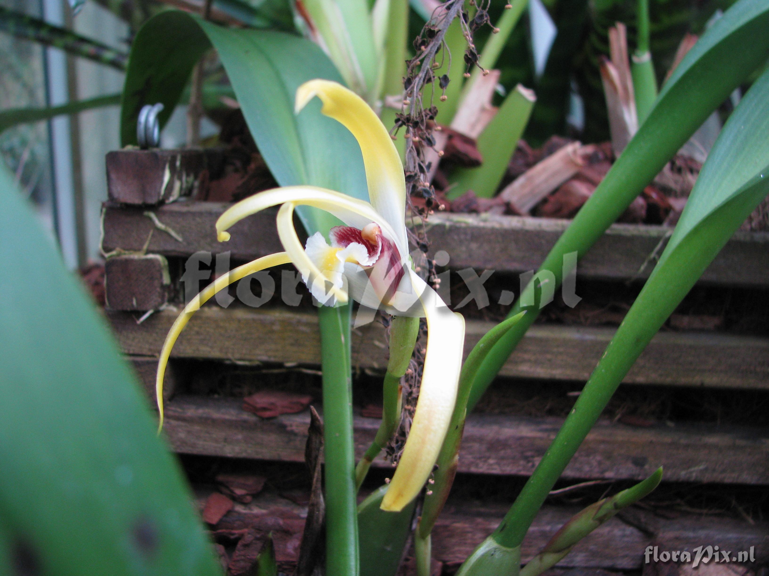 Maxillaria lujteograndiflora