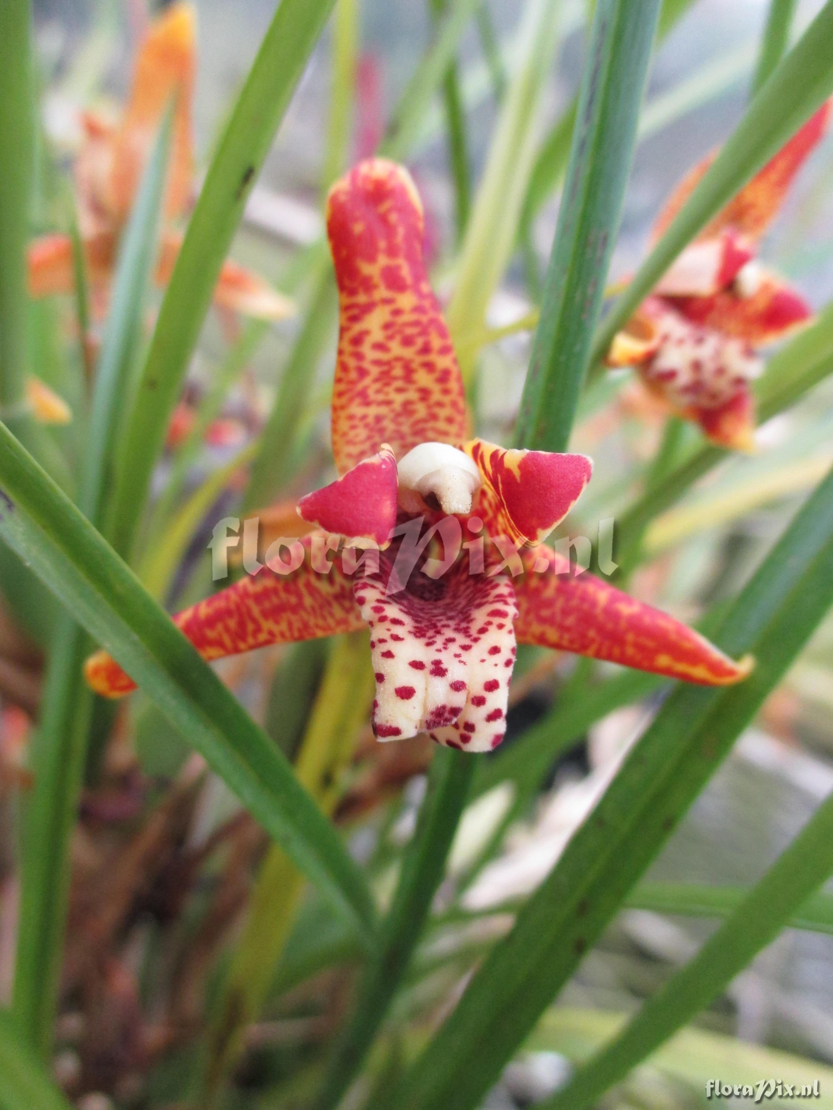 Maxillaria tenuifolia