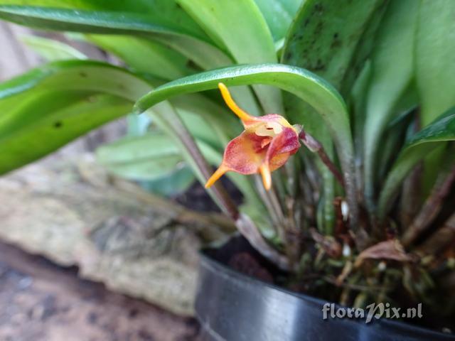 Masdevallia foeda