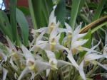 Maxillaria albiflora