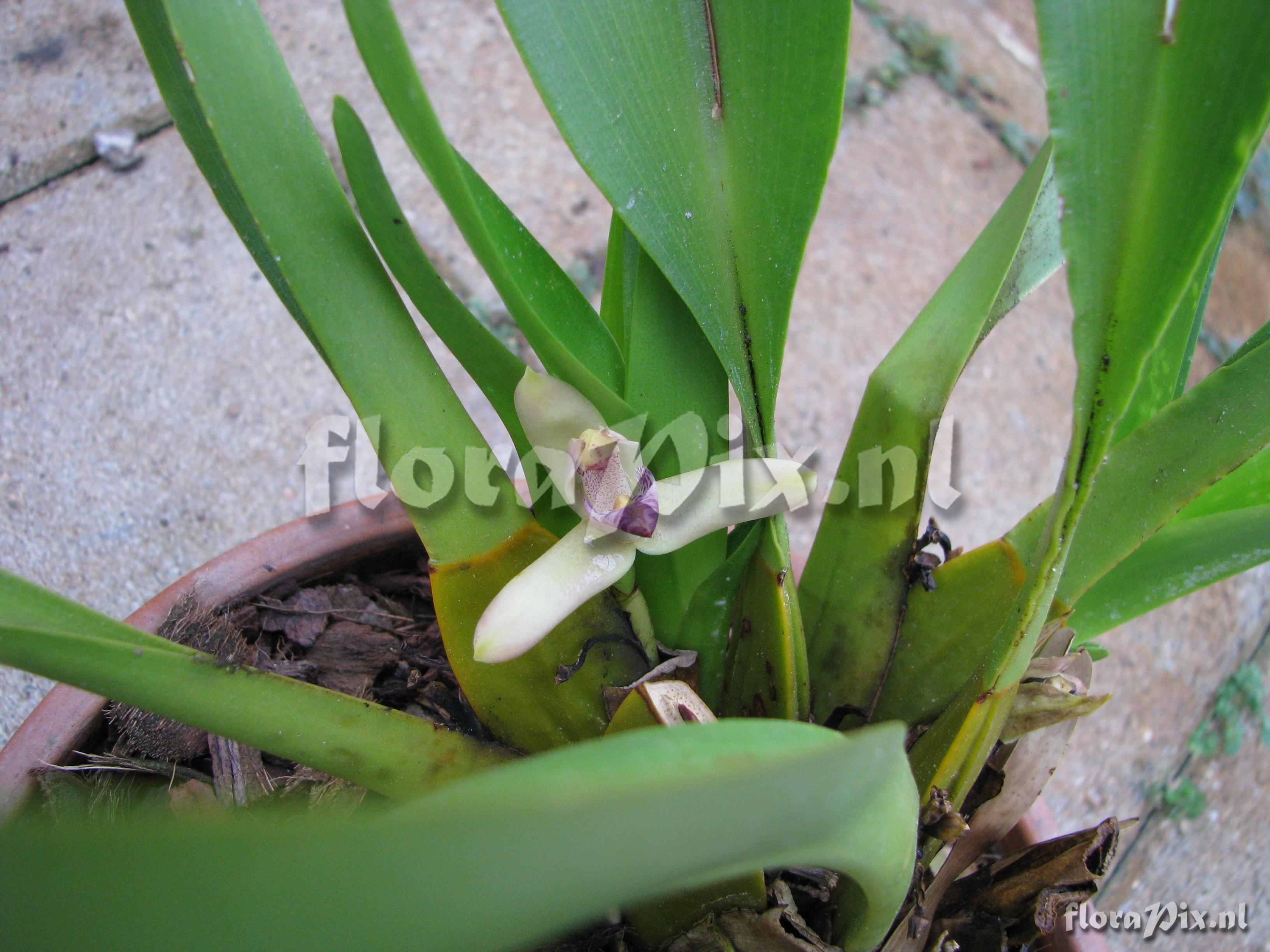 Maxillaria violaceo-punctata