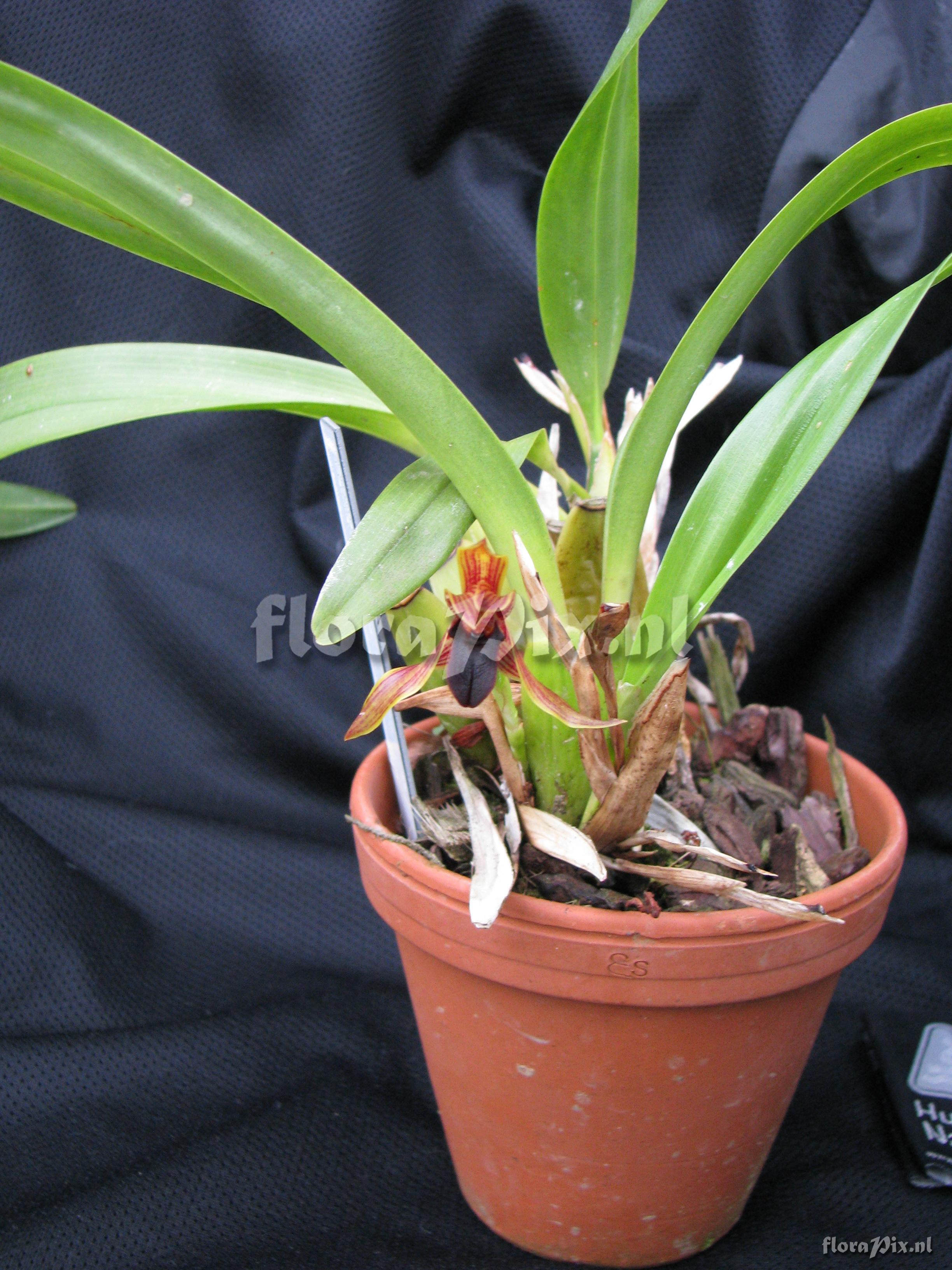 Maxillaria hematoglossa