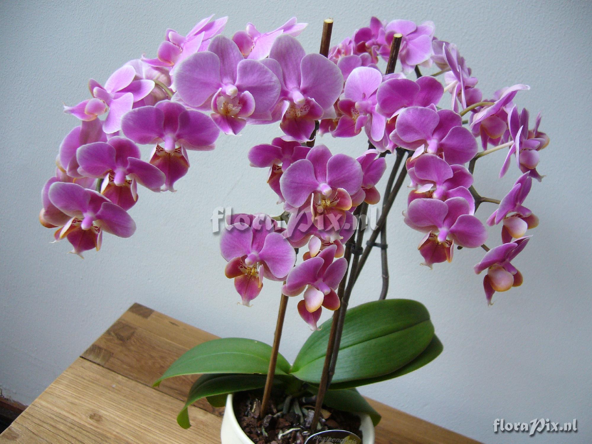 Cultivar Phalaenopsis hybride