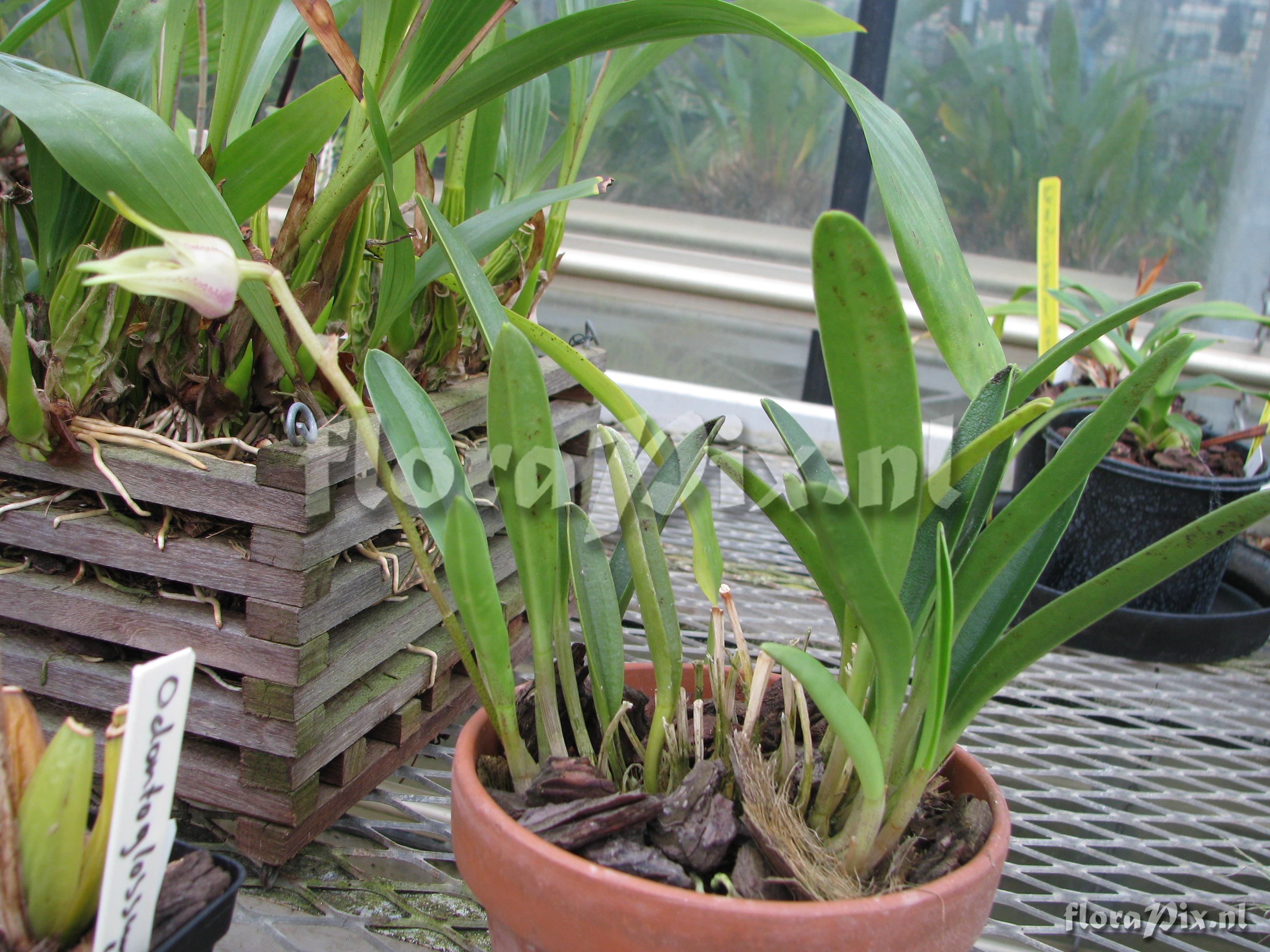 Masdevallia coriacea