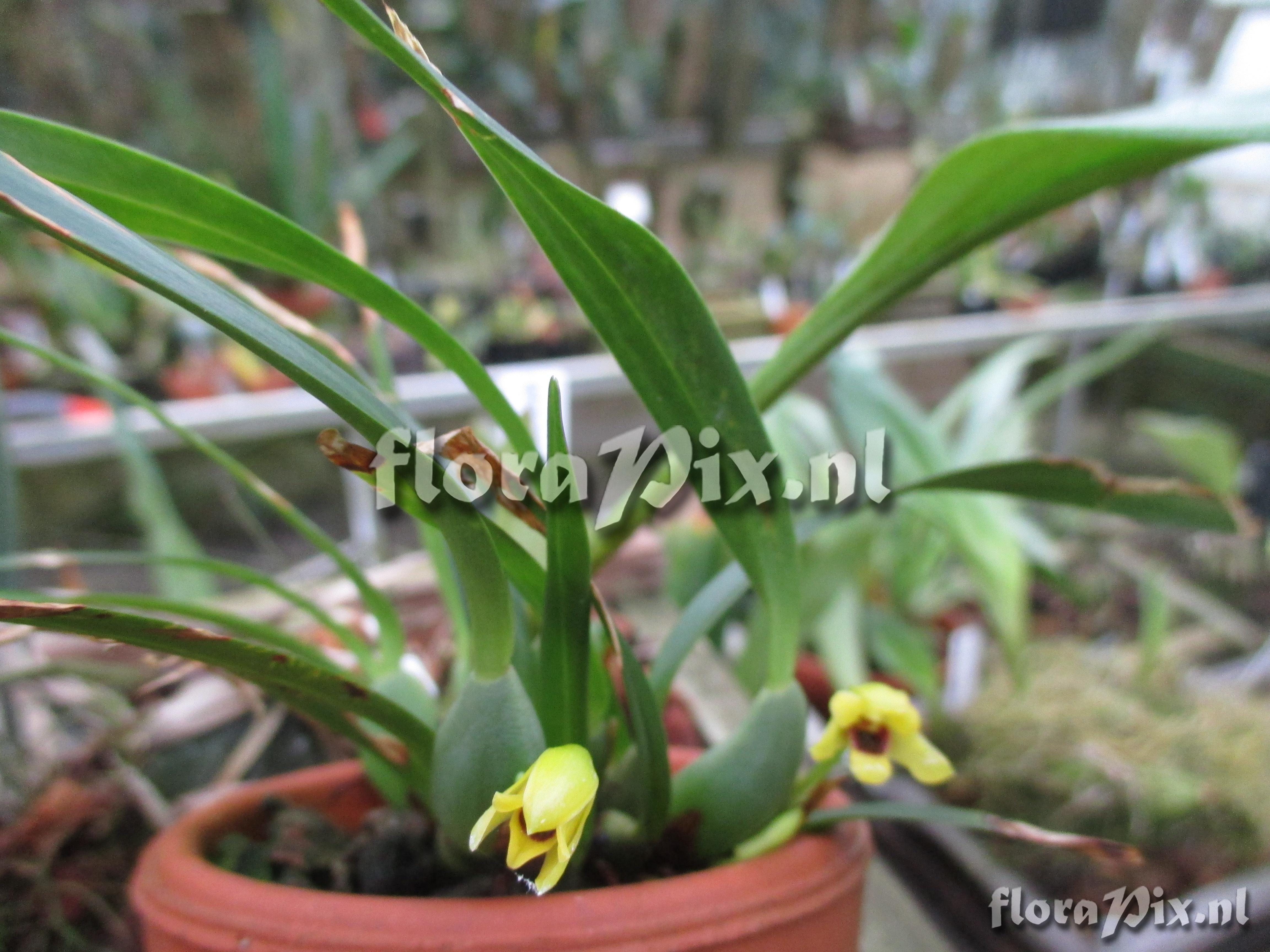 Maxillaria variabilis