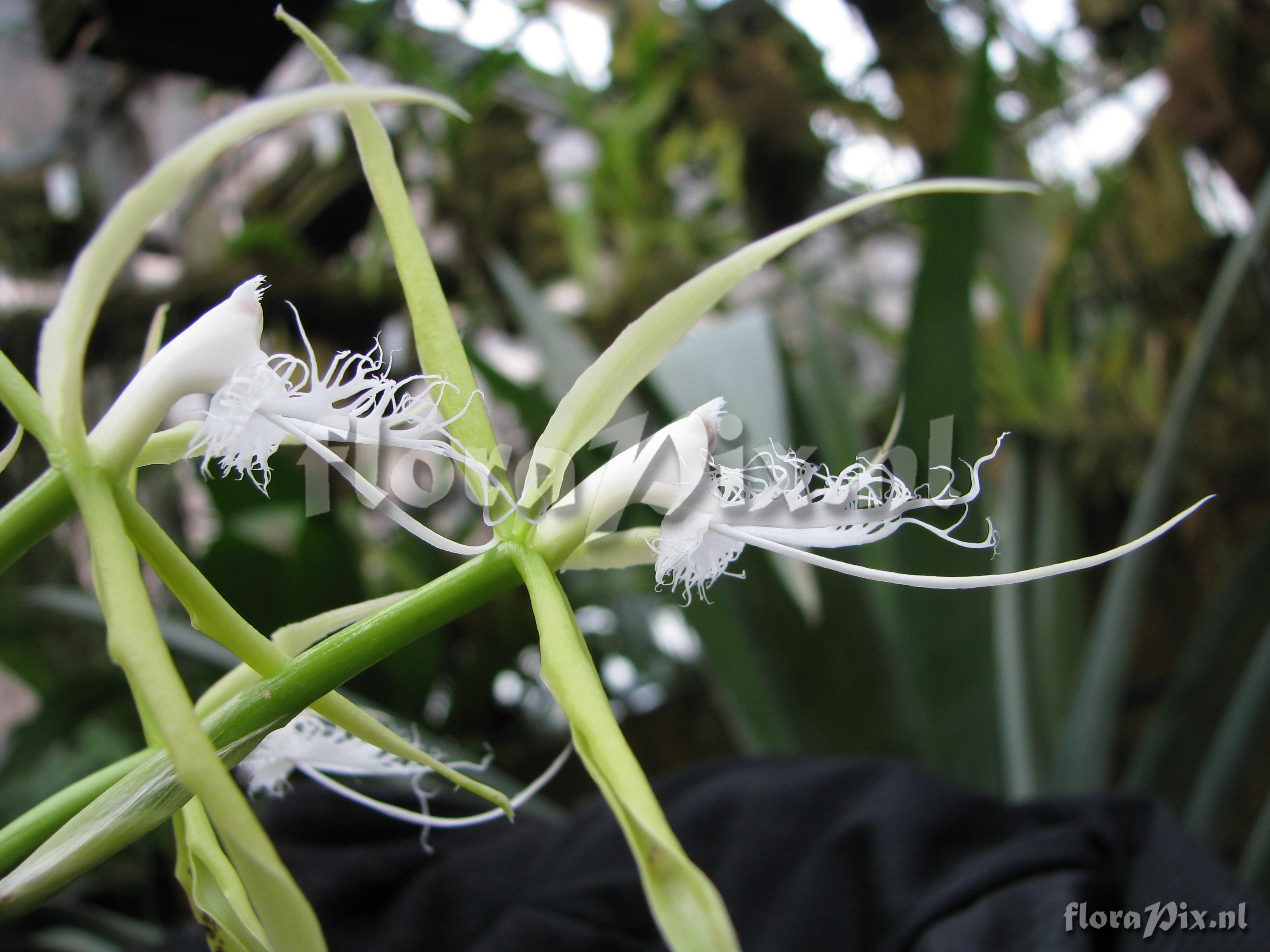 Epidendrum ciliare