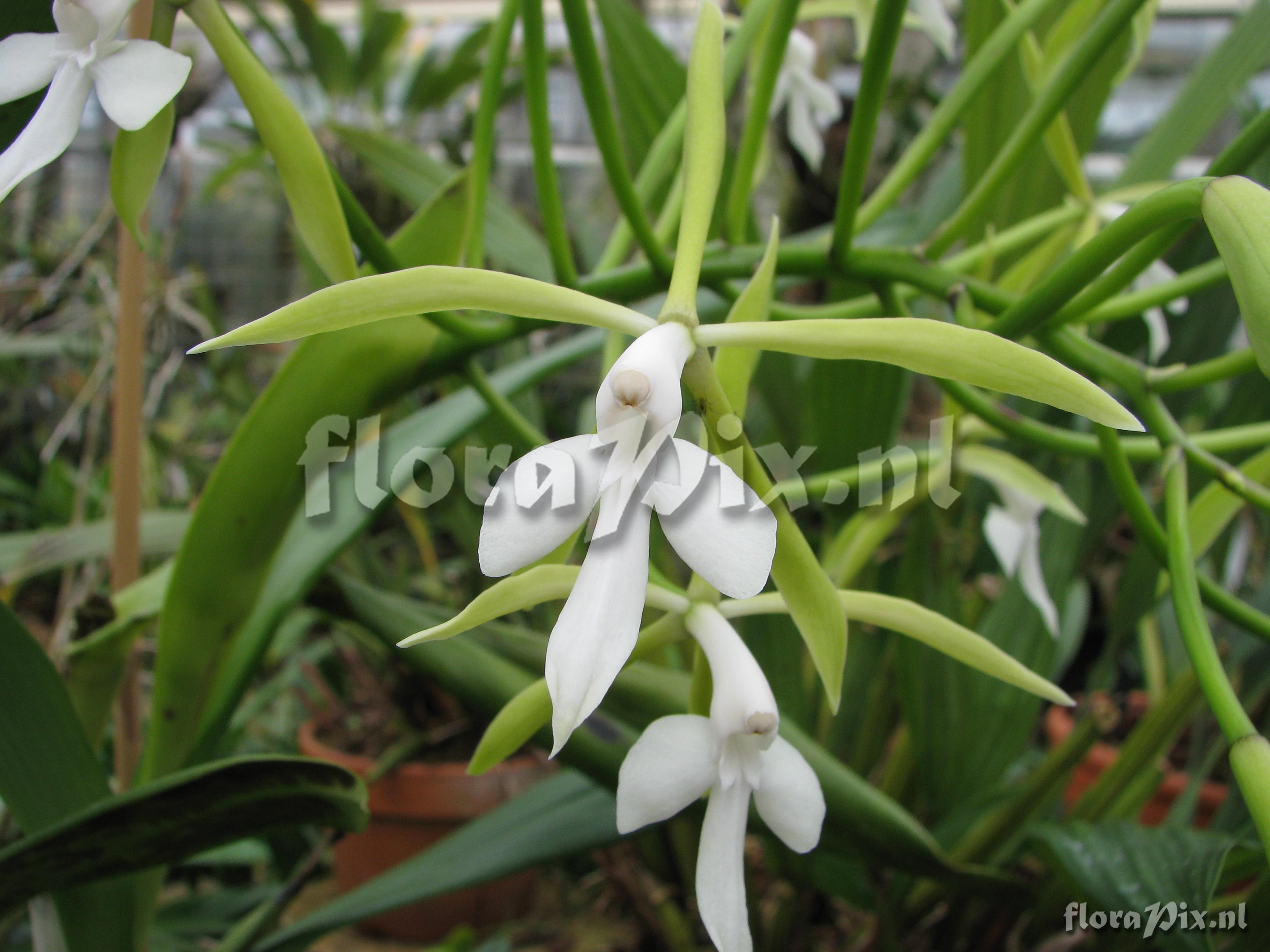 Epidendrum lacustre