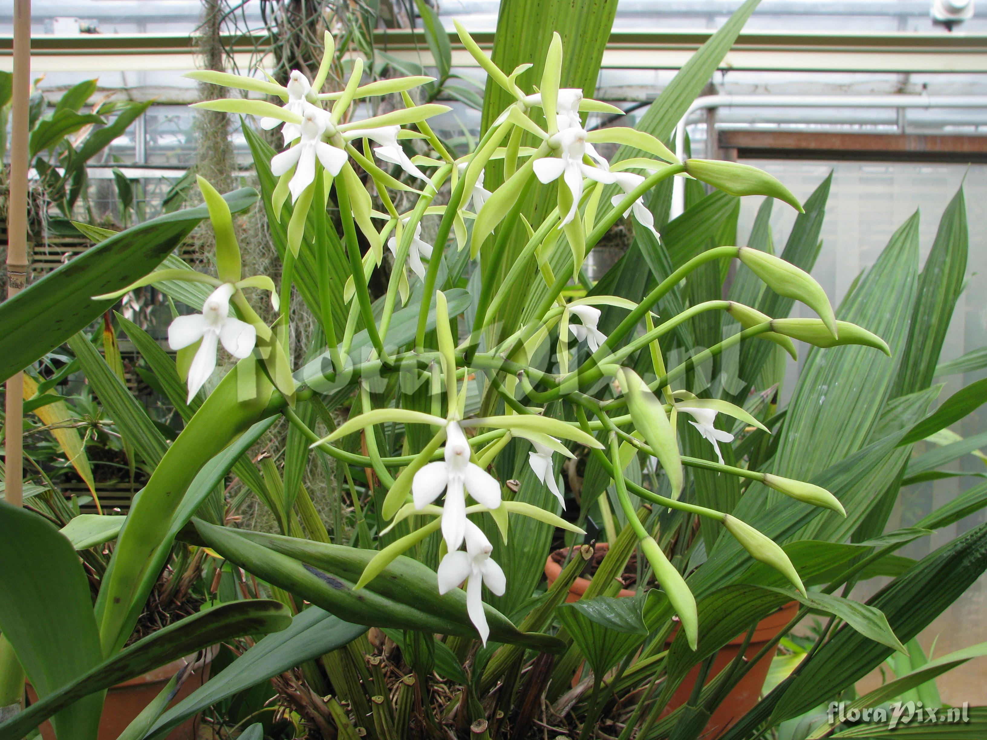 Epidendrum lacustre